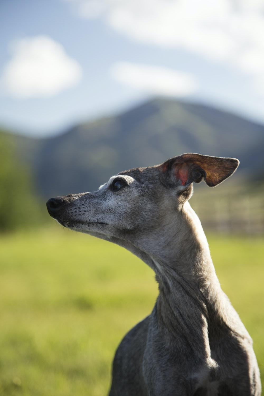 1000x1500 Italian Greyhound Picture. Download Free Image