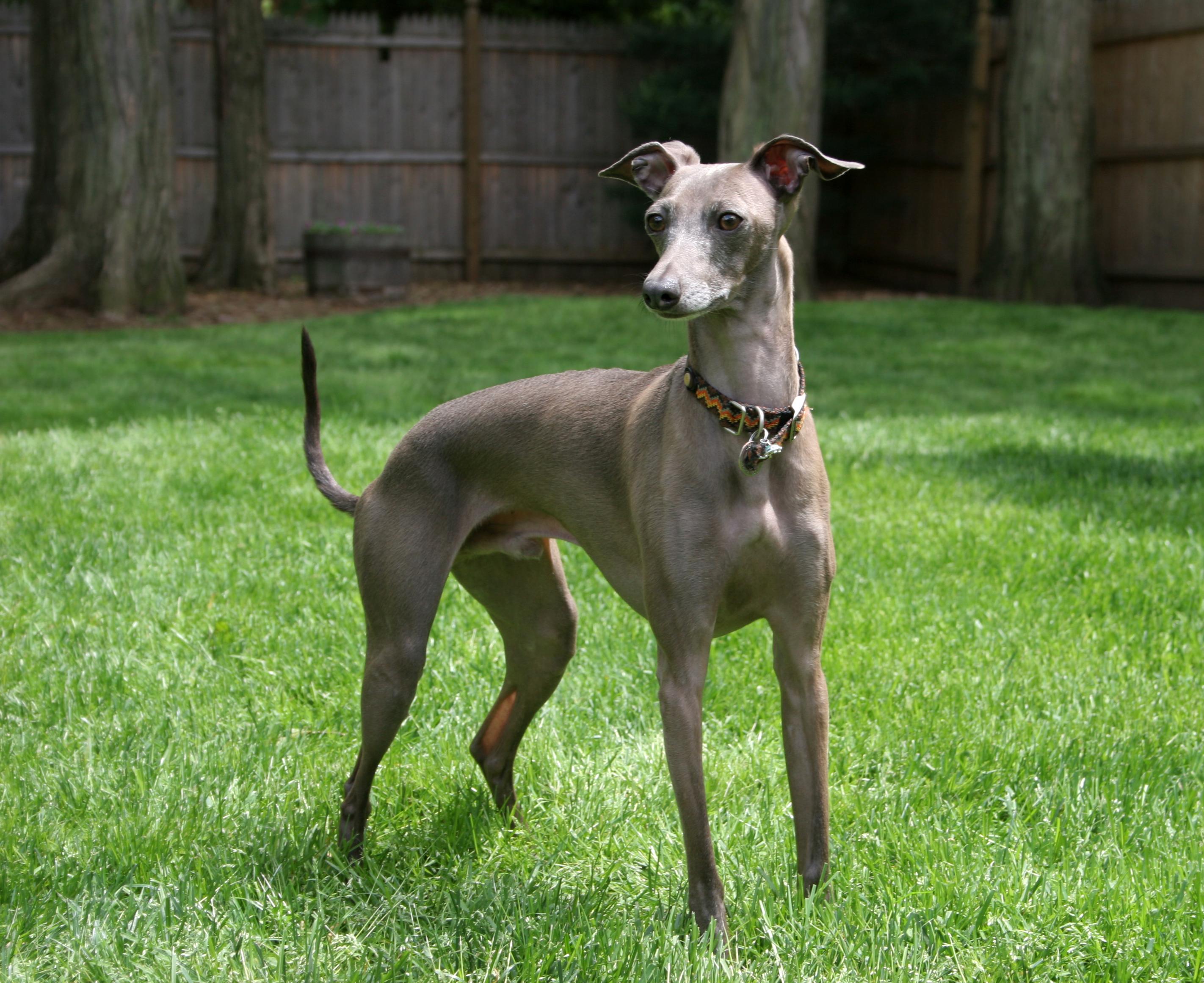 2844x2322 Italian Greyhound photo and wallpaper. The beautiful Italian Greyhound picture