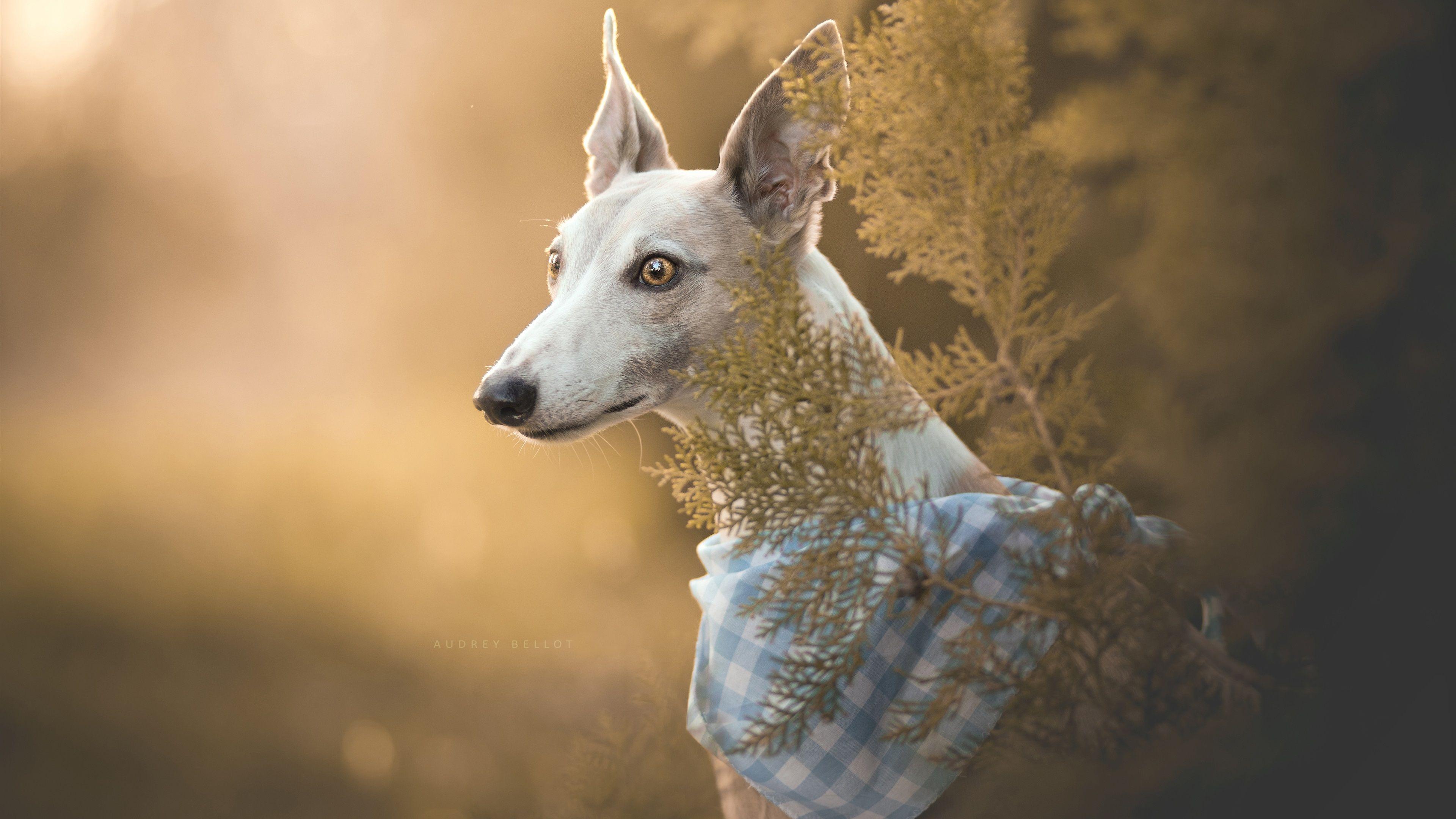 3840x2160 Italian Greyhound Wallpaper
