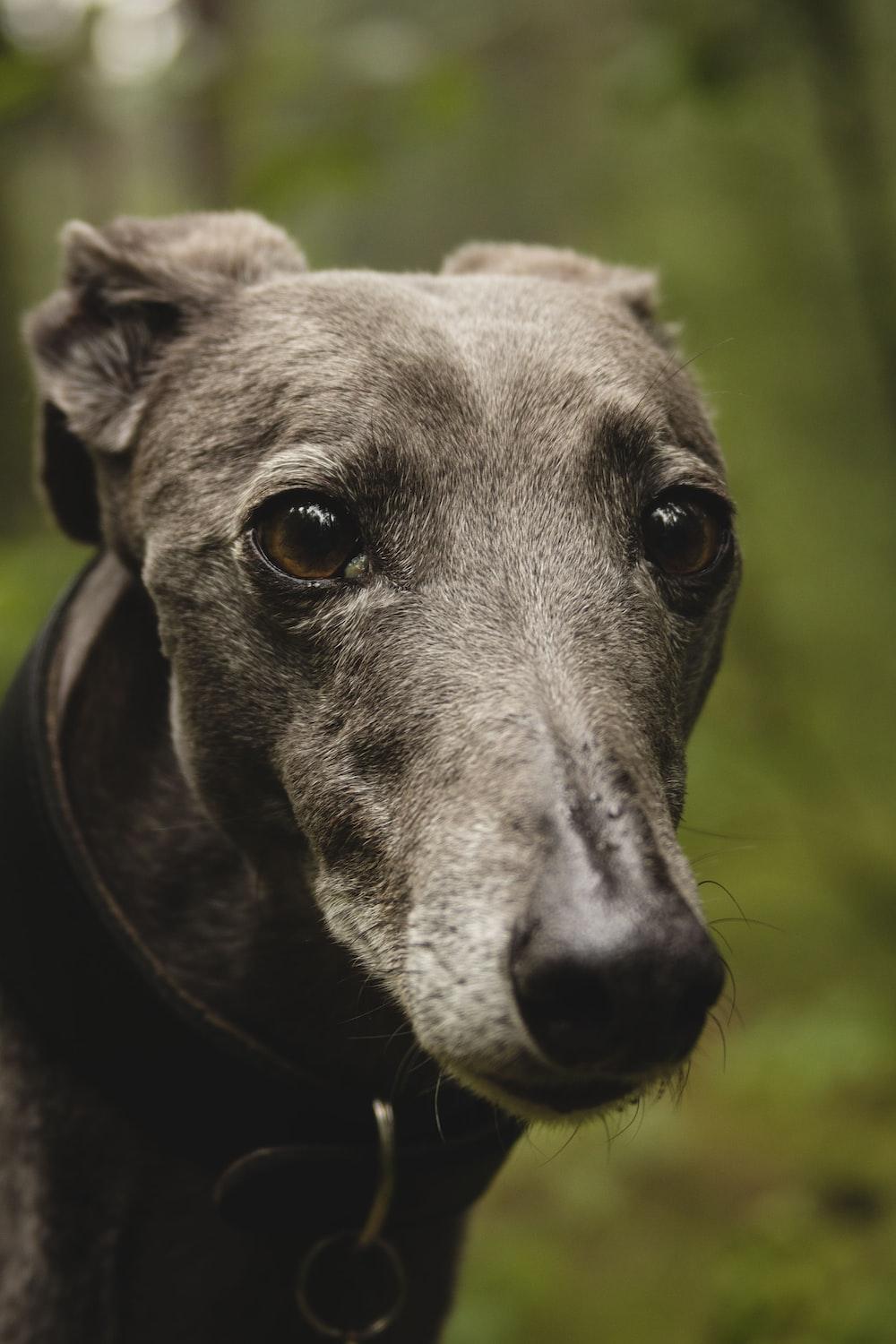 1000x1500 Italian Greyhound Picture. Download Free Image
