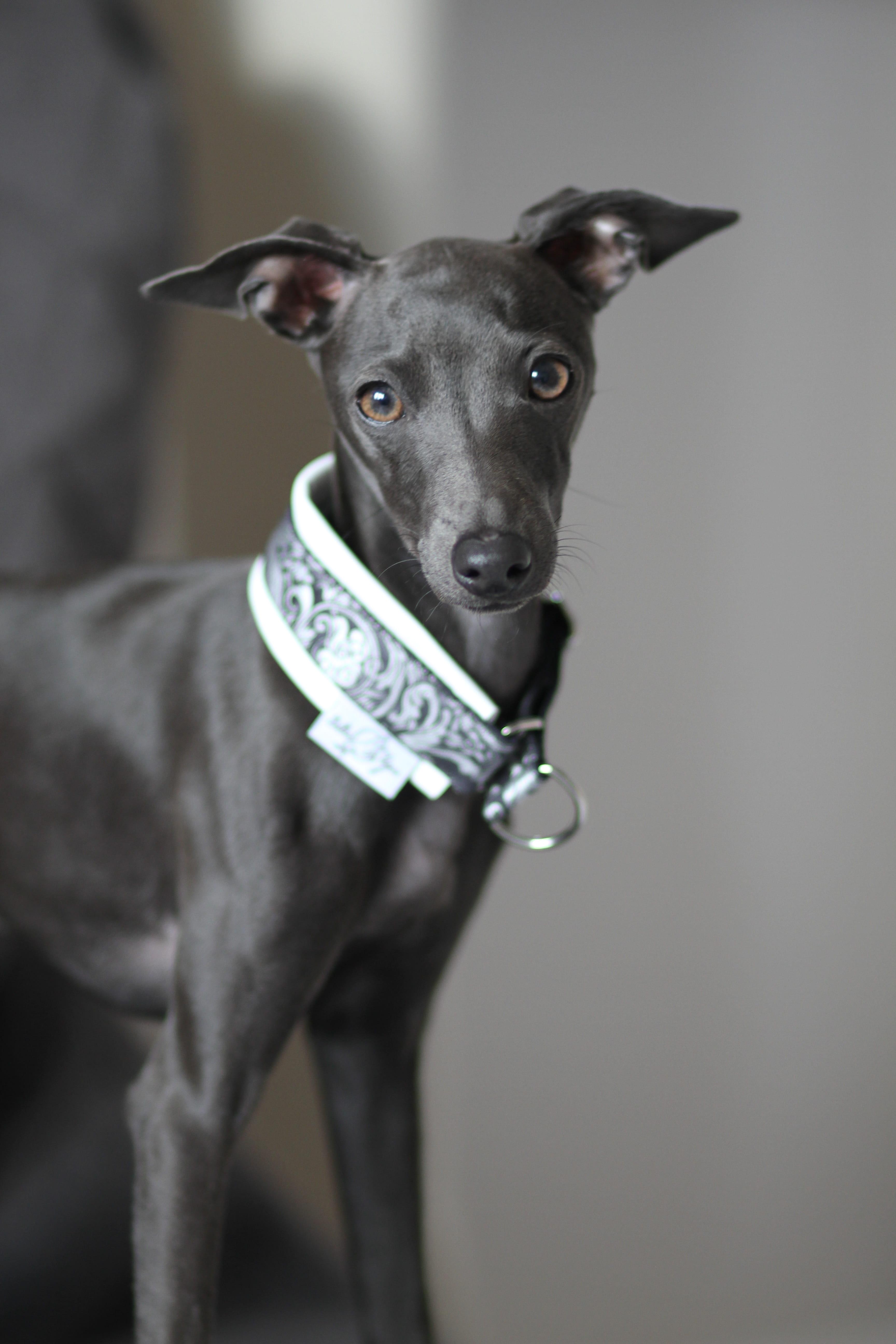 3456x5184 Wallpaper / Purebred, Studio Shot, Animal, Collar, Close Up, Greyhound, People, Gray, Eyes, Sighthound, Domestic Animals, Cute, Domestic, Little, Dog, 5K, Gorgeous Free Download