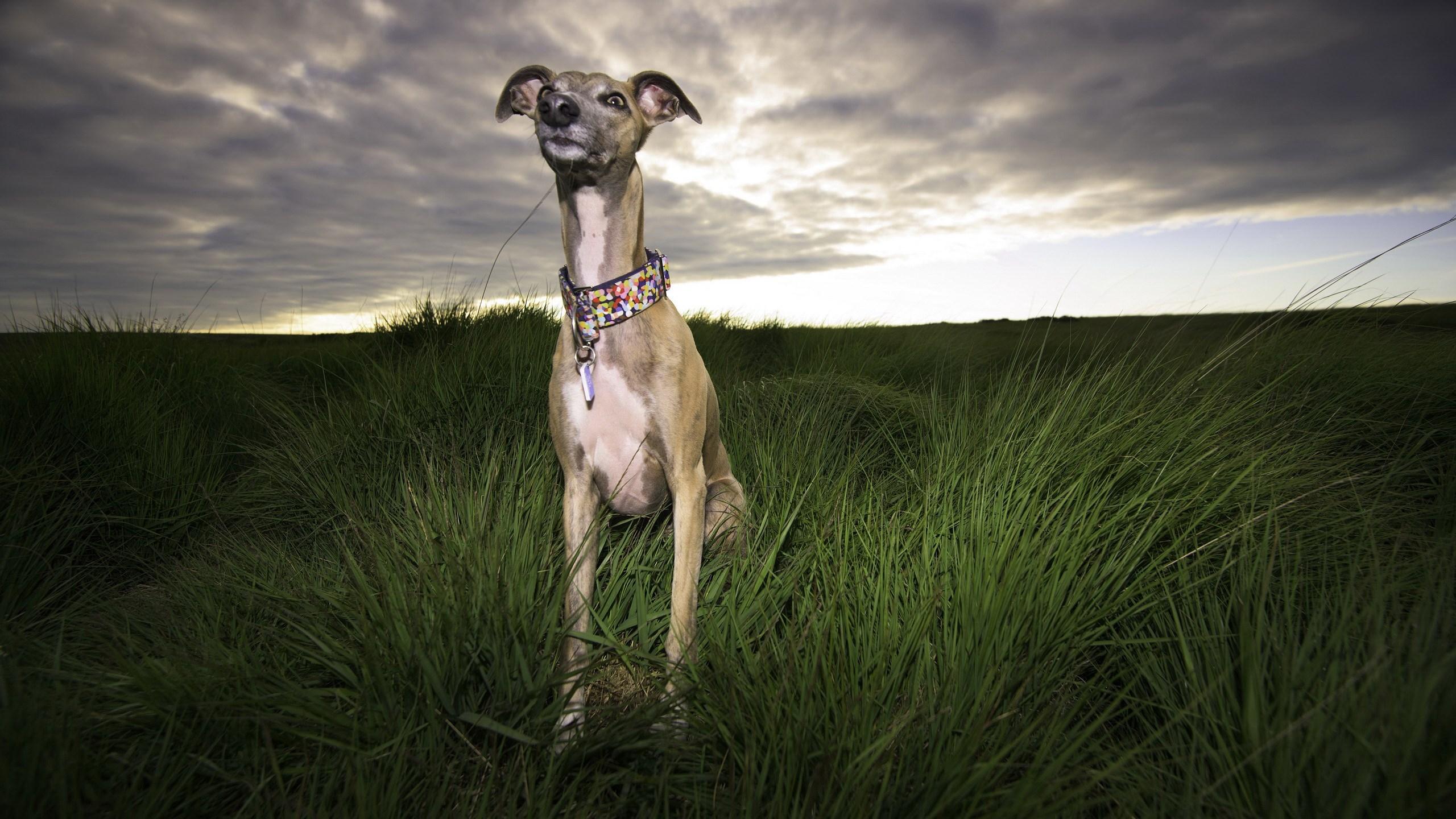 2560x1440 funny italian greyhound picture dog Gallery HD Wallpaper