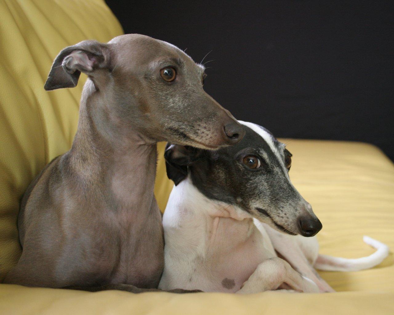 1280x1024 Two cute Italian Greyhound dogs photo and wallpaper. Beautiful Two cute Italian Greyhound dogs picture