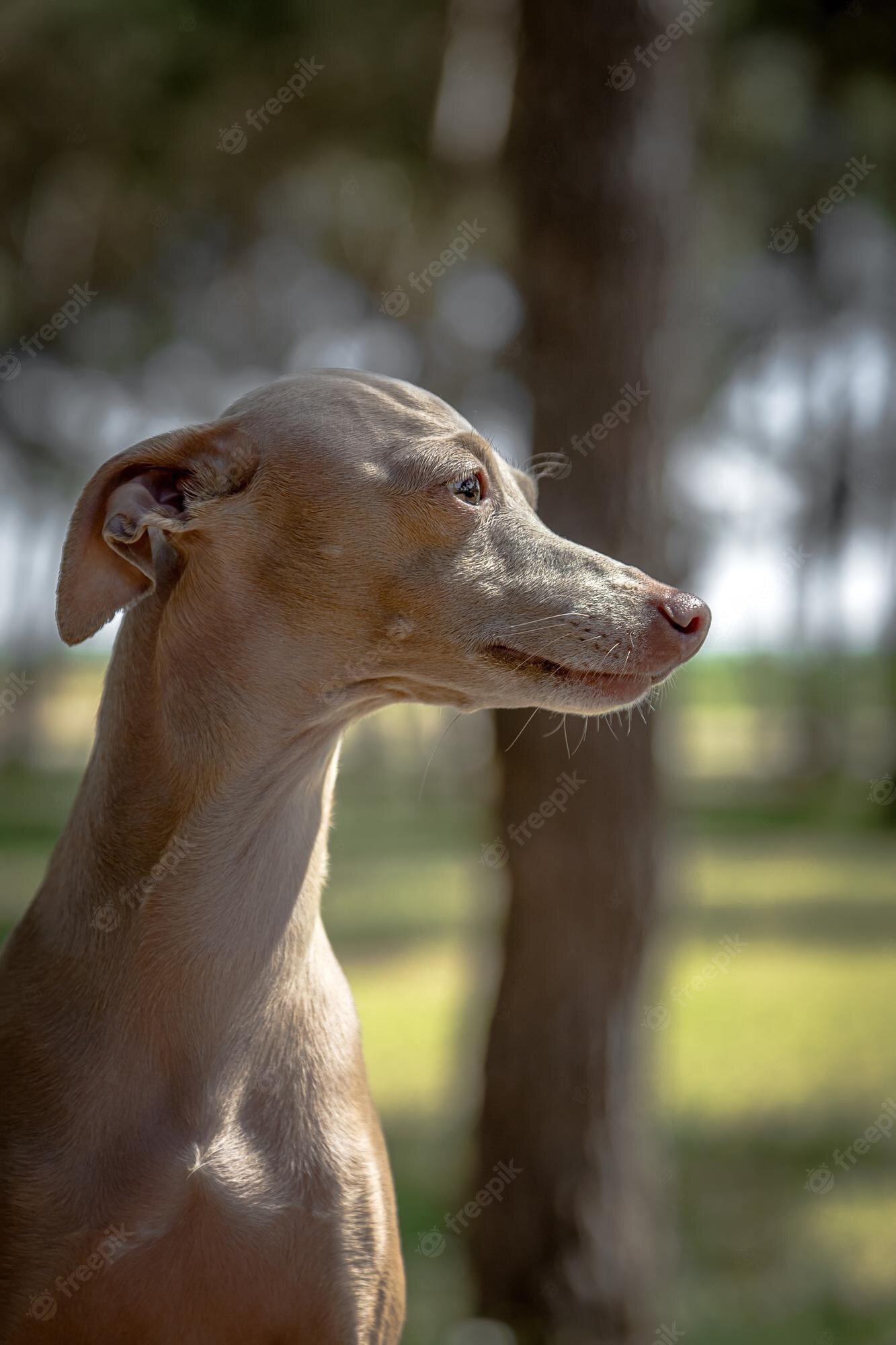 1333x2000 Italian Greyhound Image