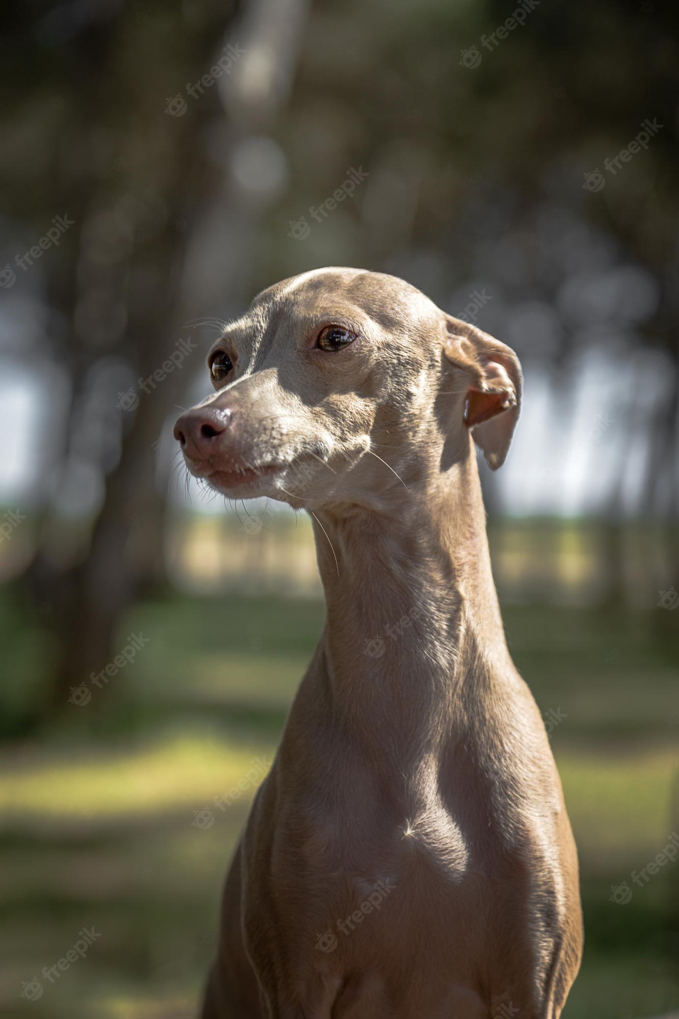 1333x2000 Italian Greyhound Image