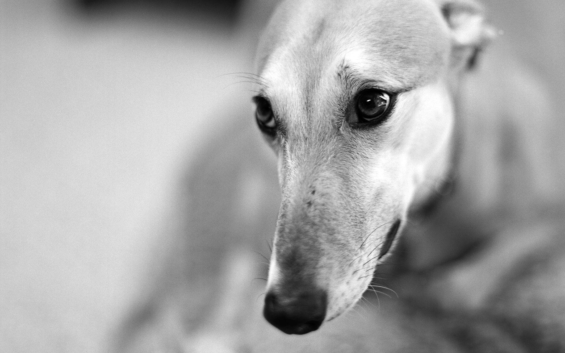 1920x1200 Greyhound Wallpaper. Carreras de perros, Imagenes de galgos, Perros bellos