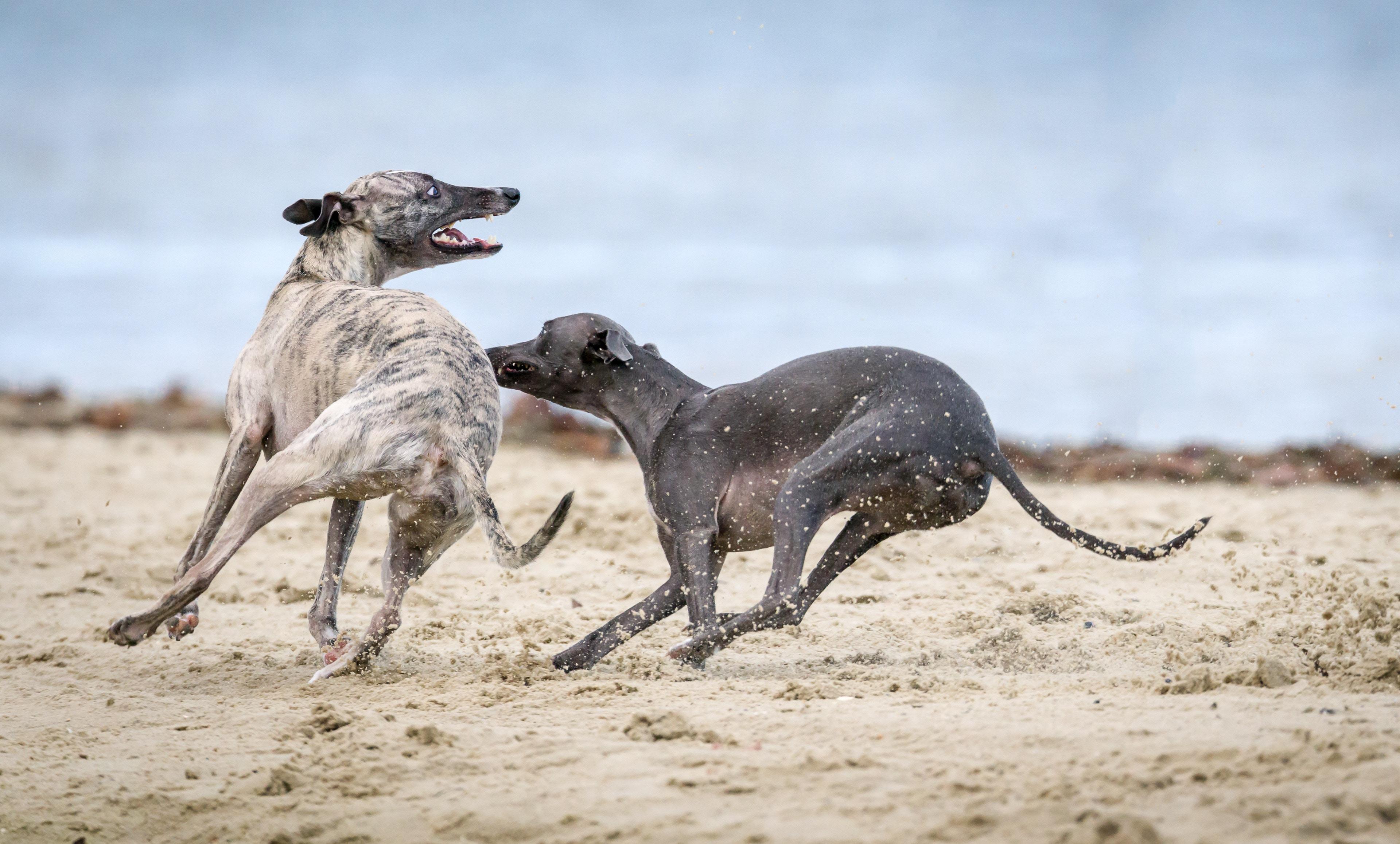 3840x2317 3840x2317 greyhound, dog, beach, PNG image, chase, playing, playful, sand, pair, animal, water, chasing, run, running, canine, play, whippet, racer, ocean, speed, tail Gallery HD Wallpaper