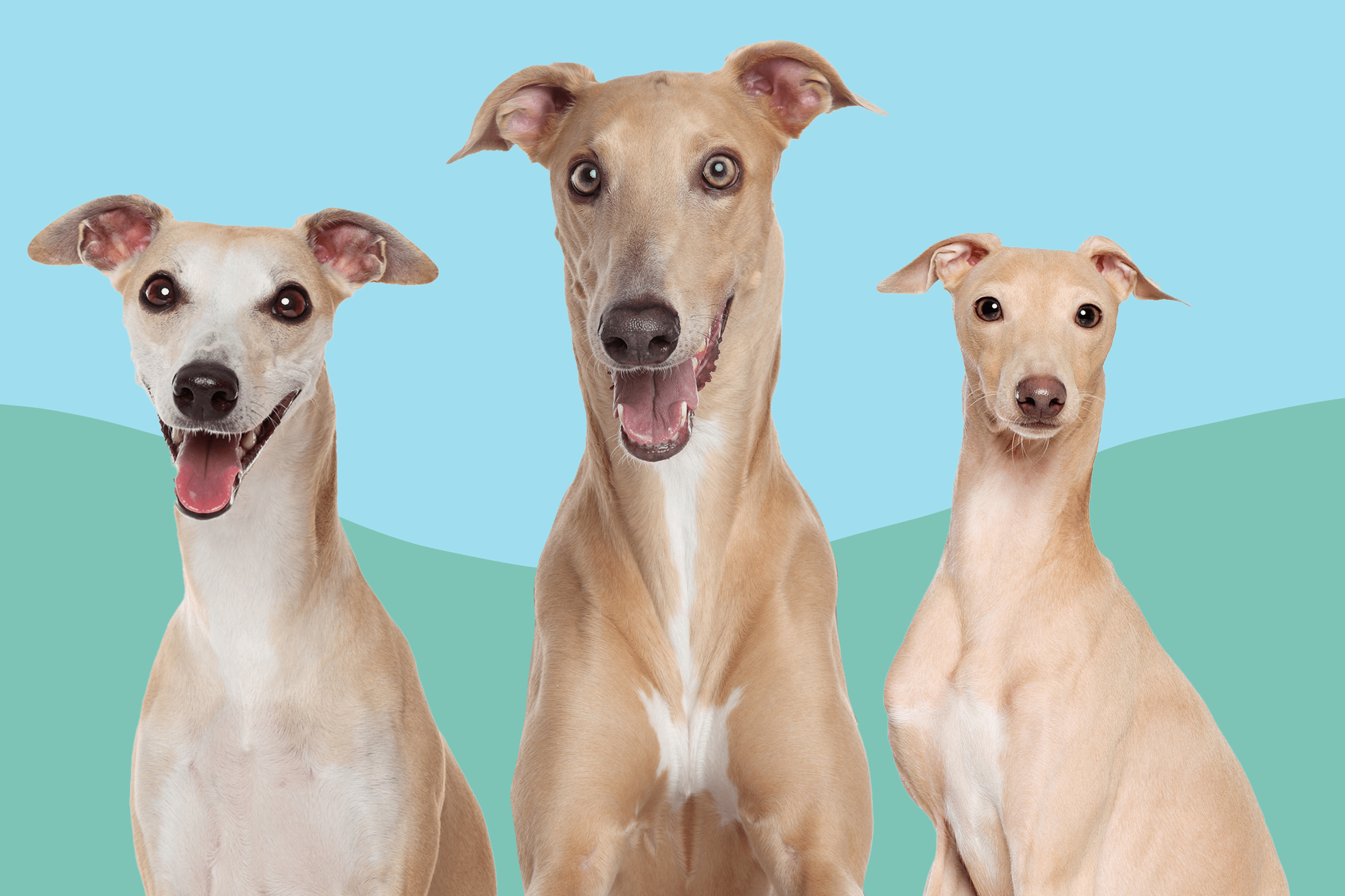 3150x2100 Differences Between a Whippet vs. Greyhound vs. Italian Greyhound