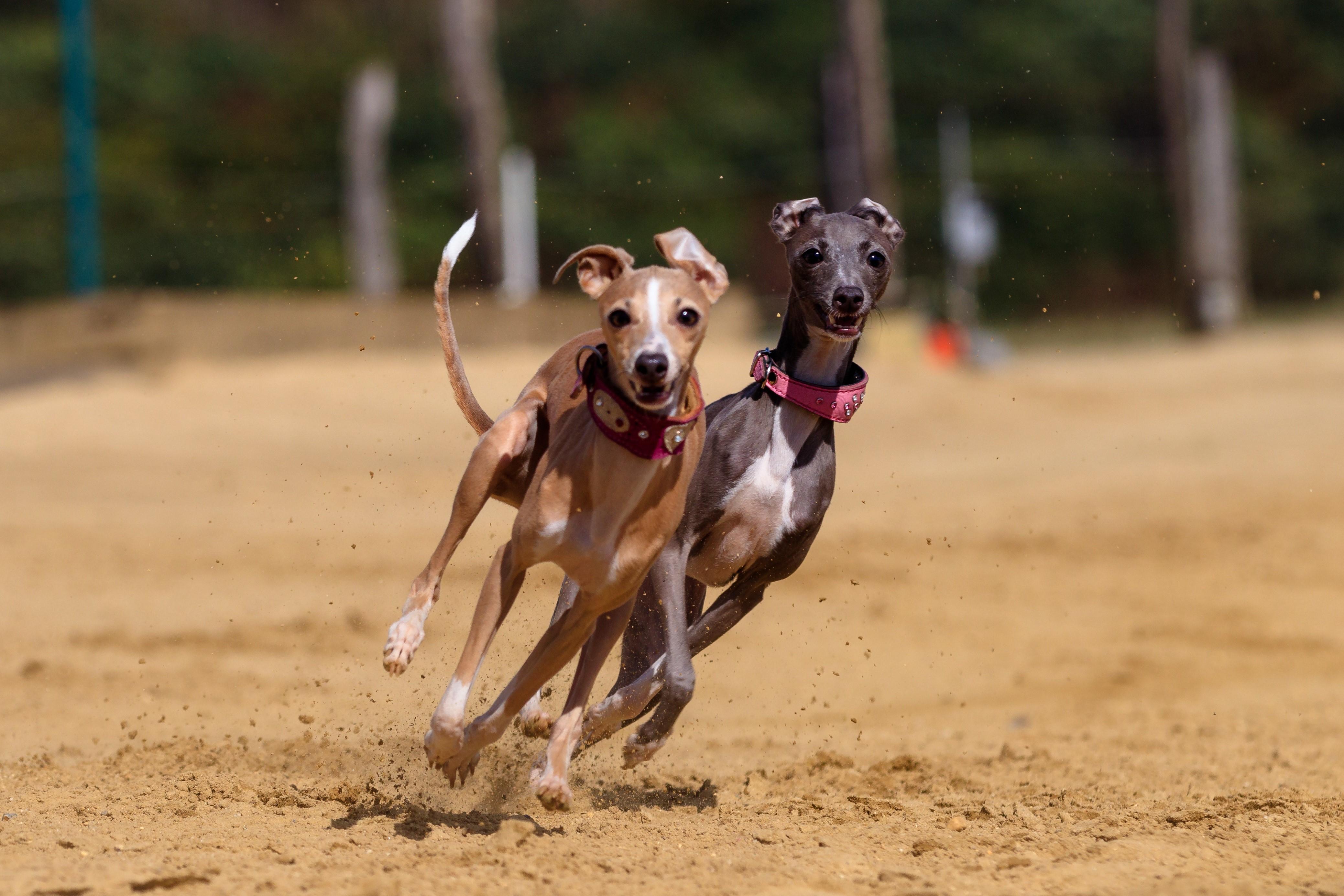 4155x2770 4K, Dogs, Two, Run, Sand, Greyhound Gallery HD Wallpaper