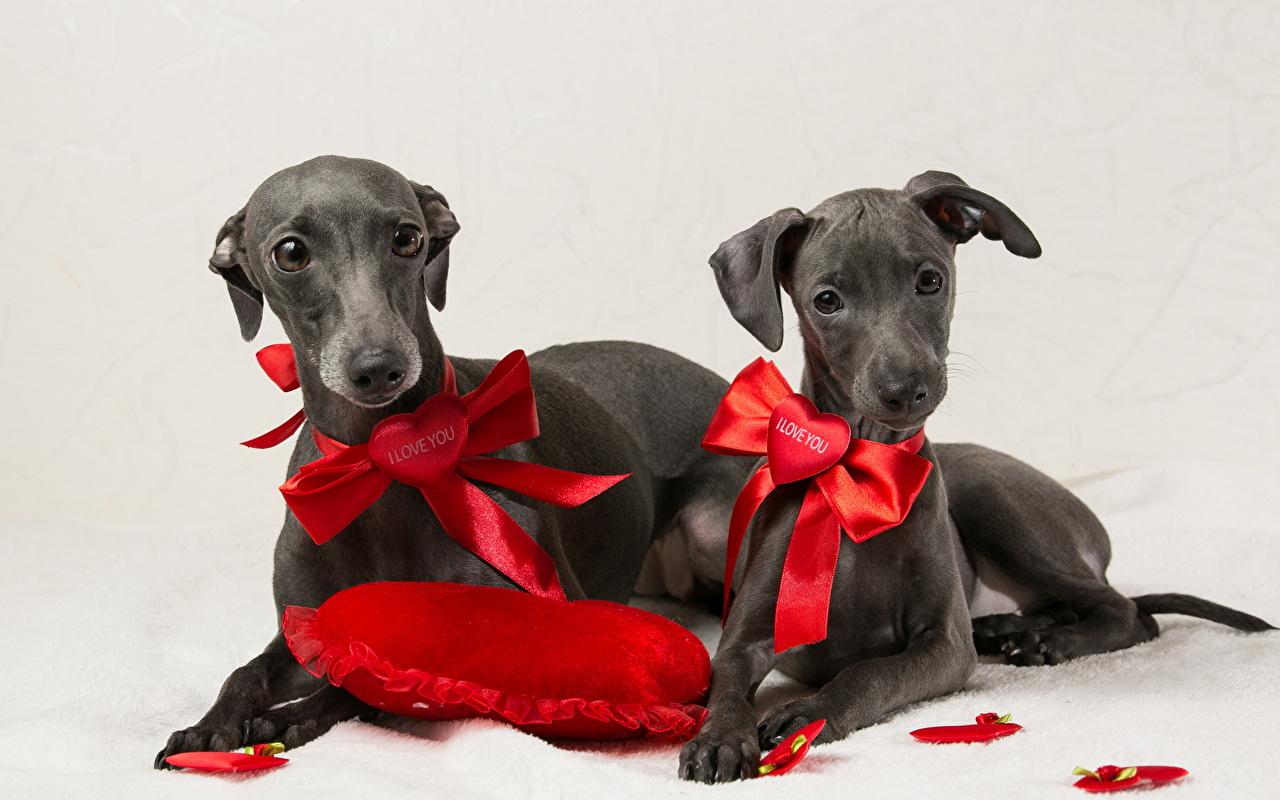 1280x800 Picture Dogs Heart esting Italian Greyhound 2 Grey Bowknot animal