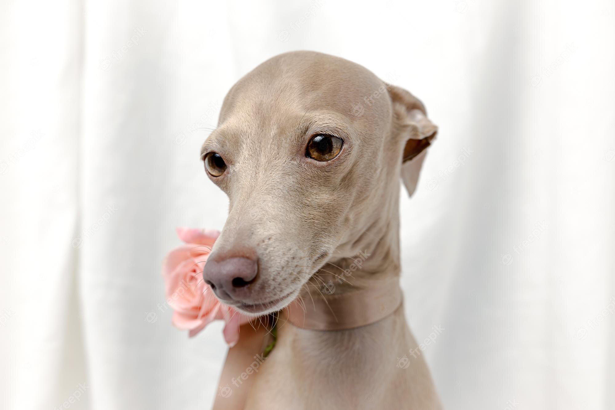 2000x1333 Italian Greyhound Picture