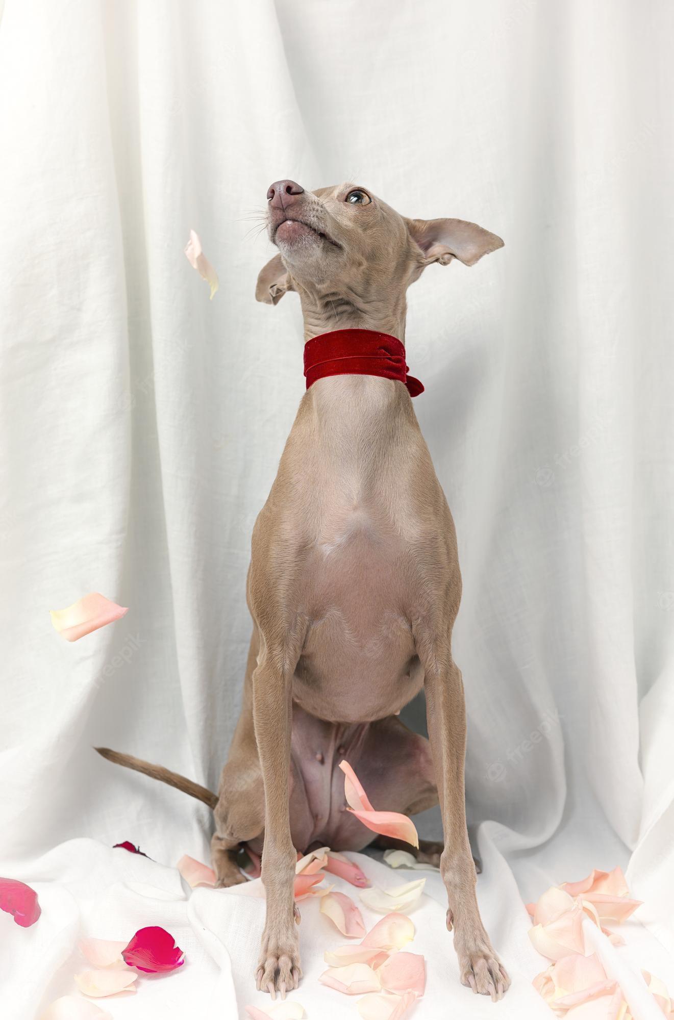 1321x2000 Premium Photo. Portrait of pure breed italian greyhound dog with roses spring concept
