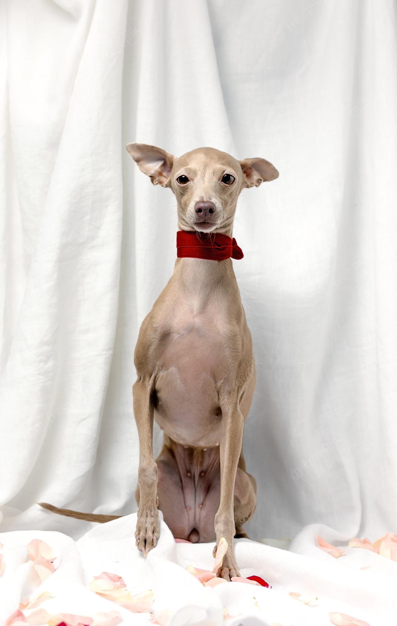 1269x2000 Italian Greyhound Picture