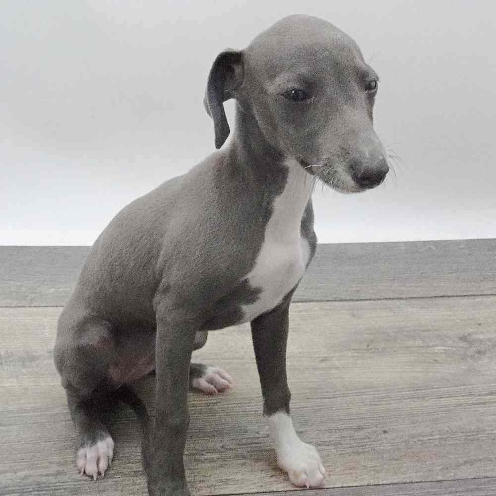 1000x1000 Italian Greyhound Puppy Puppy Store Vineyard