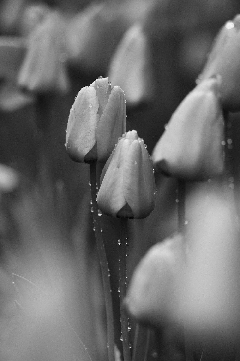 1000x1500 Black And White Wallpaper: Free HD Download [HQ]