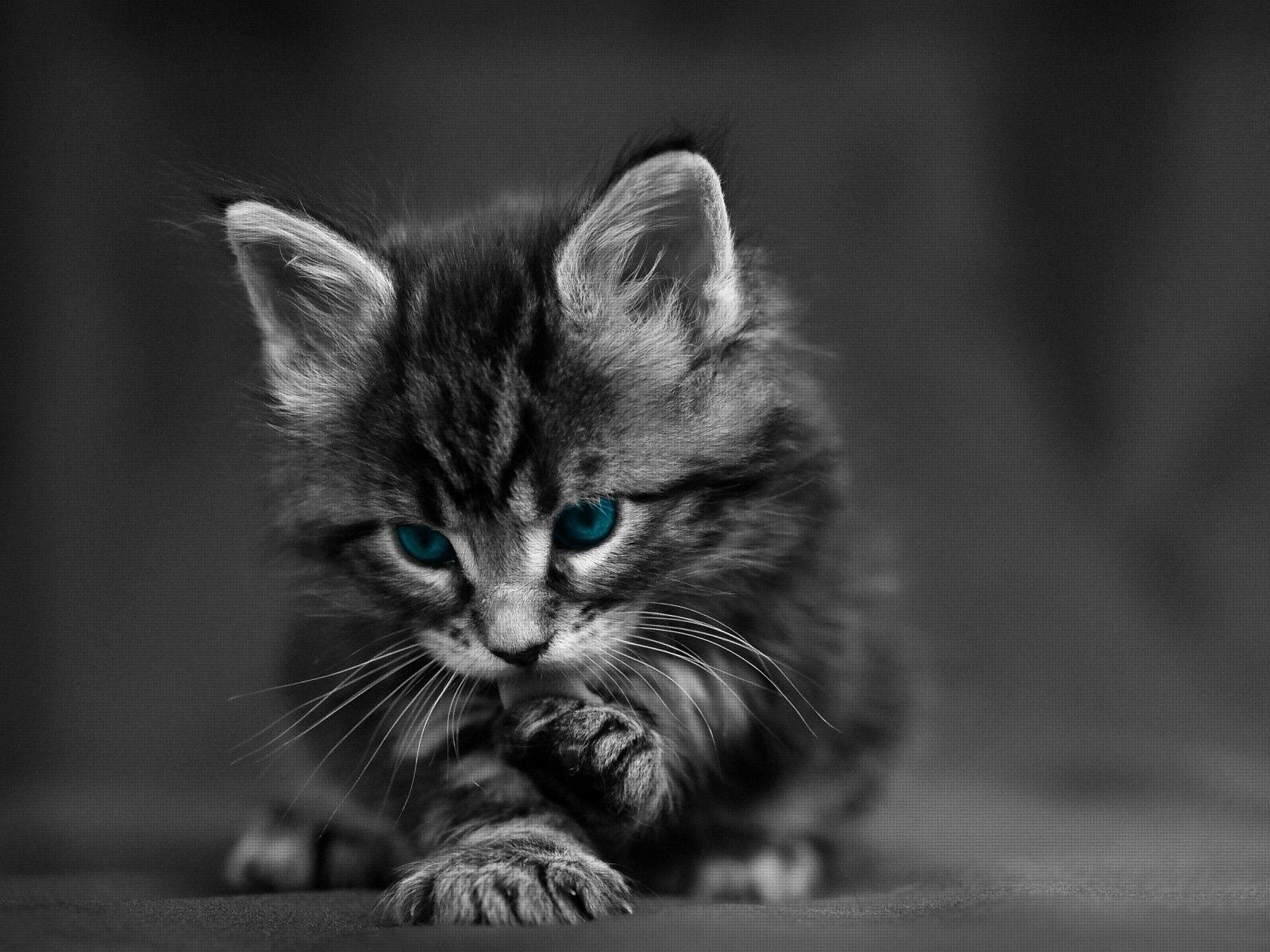 1600x1200 Download wallpaper 1600x1200 cat, black white, blue, eyes, baby, beautiful standard 4:3 HD background