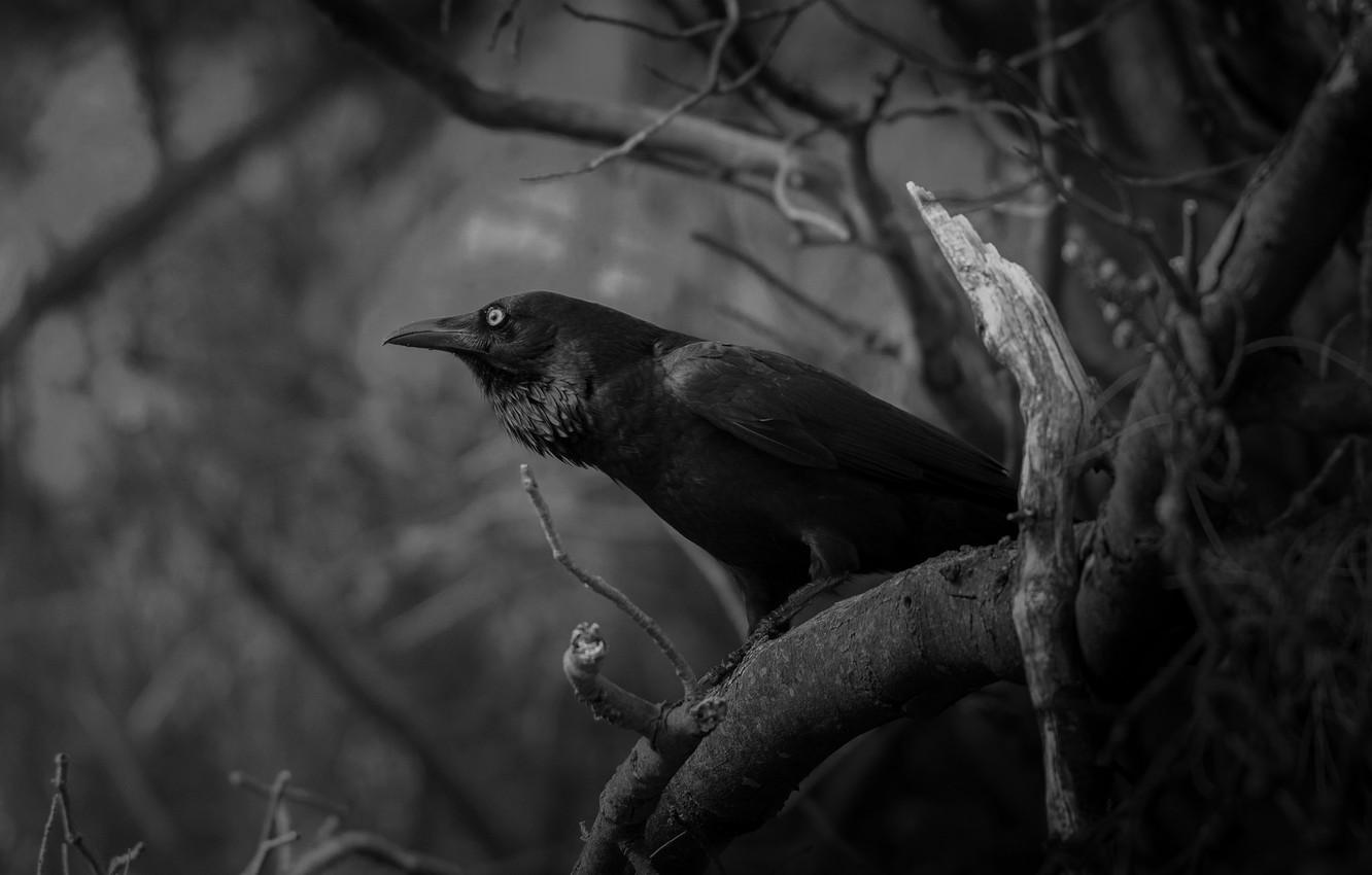 1332x850 Wallpaper branches, bird, white, Raven, black image for desktop, section разное