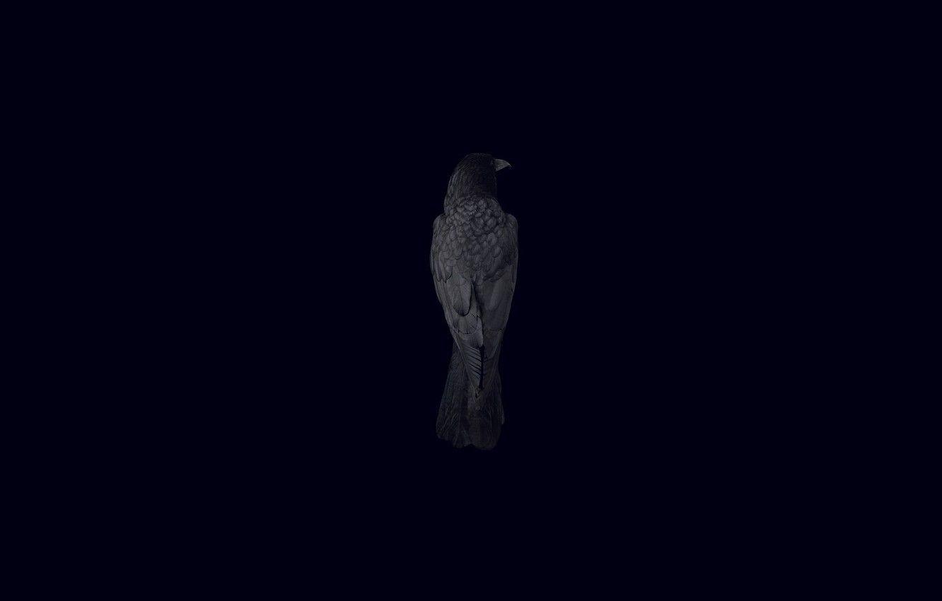1332x850 Black Raven Wallpaper