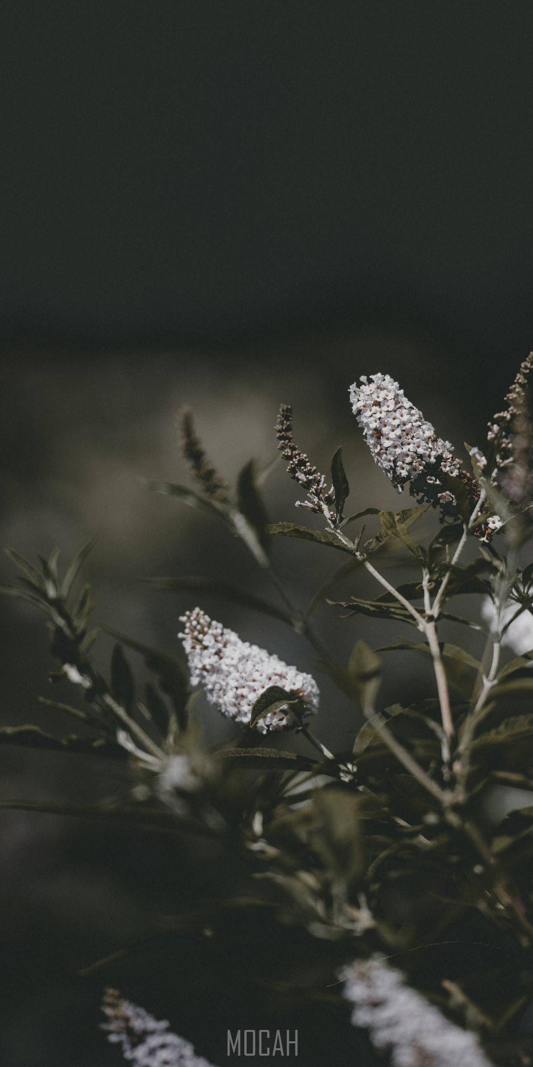 1080x2160 buddleia, Huawei Mate 10 Lite wallpaper HD download, 1080x2160 Gallery HD Wallpaper