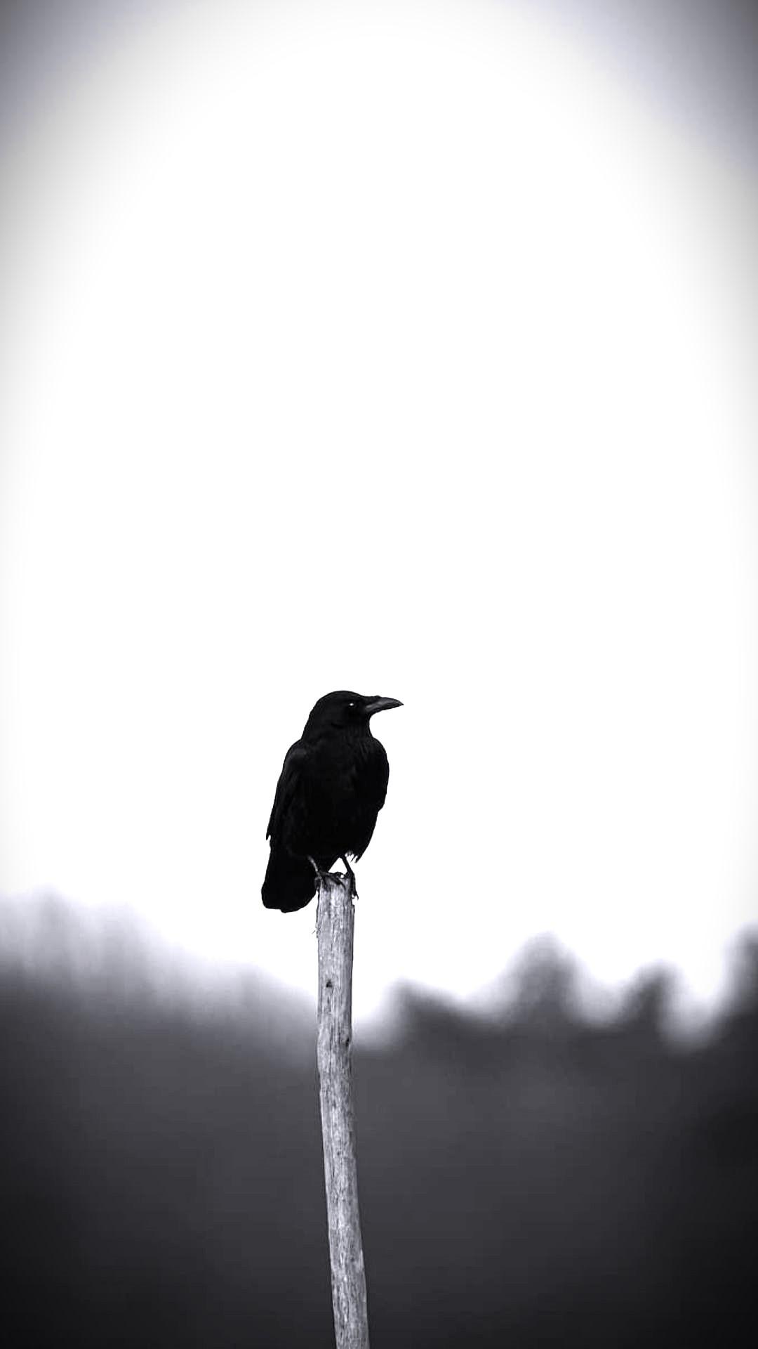 1080x1920 Raven Wallpaper Raven Wallpaper Download