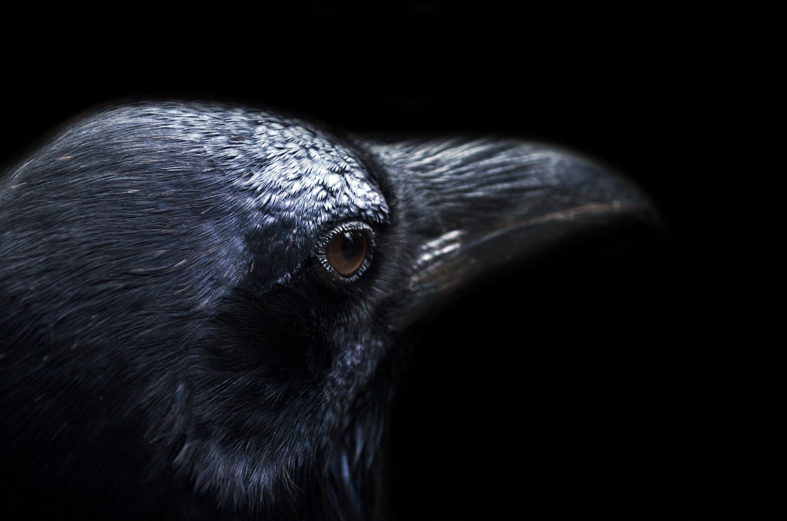 2500x1656 RAVEN FOLKLORE AND MYTH