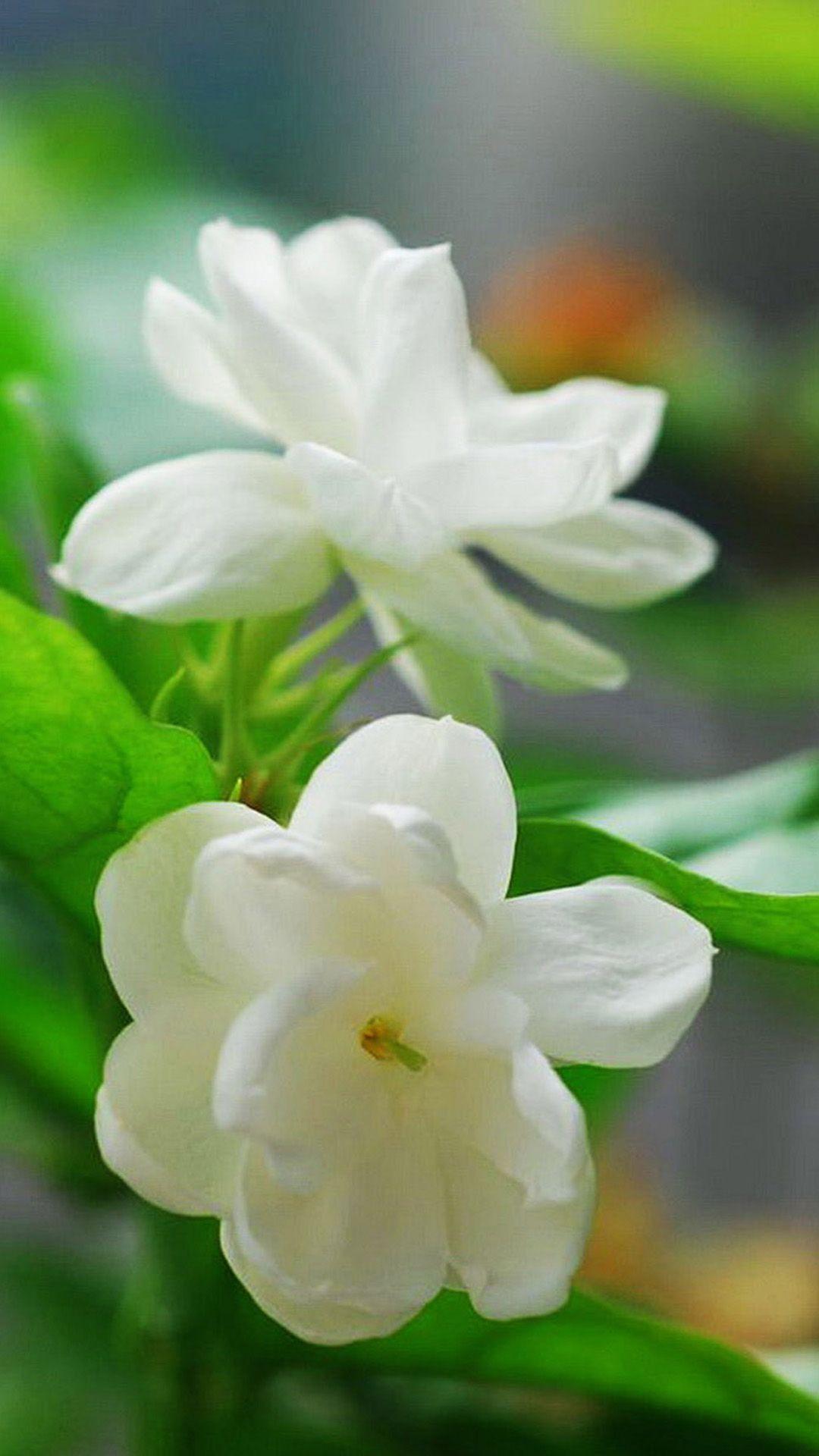 1080x1920 Jasmine Flower Wallpaper