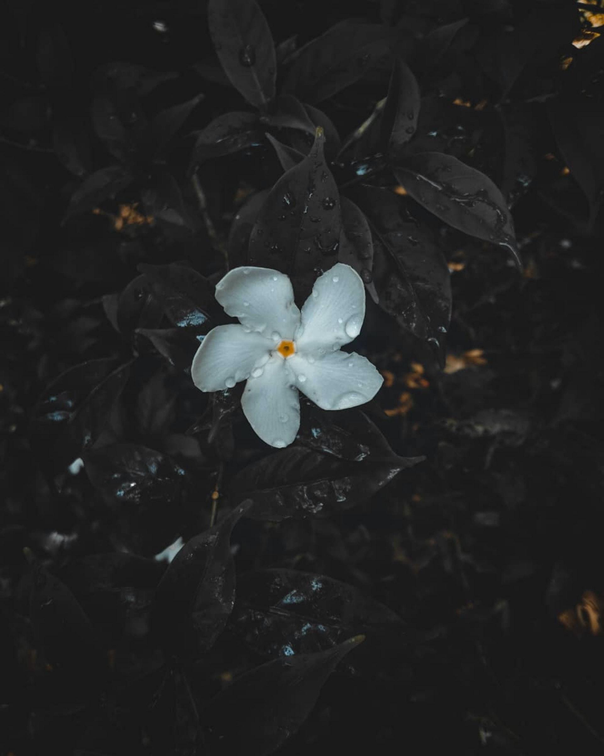 1922x2403 Jasmine Flower Photo, Download Free Jasmine Flower & HD Image