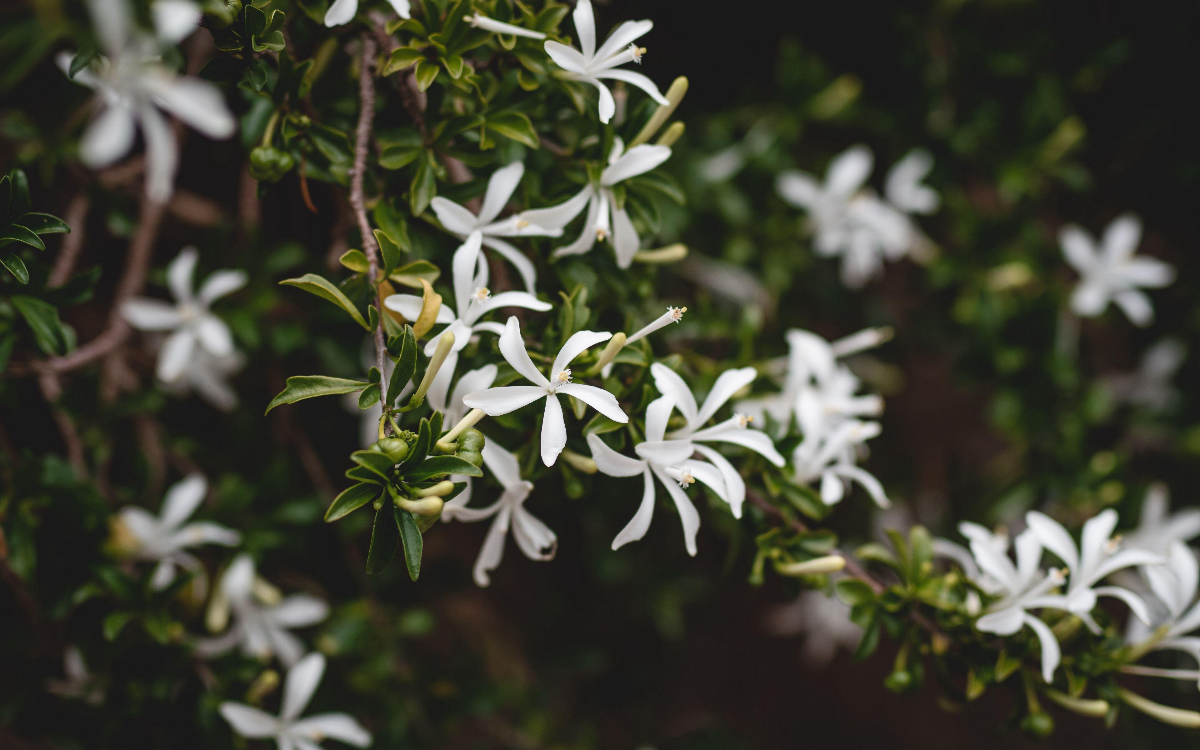 3840x2400 Download wallpaper 3840x2400 jasmine, flower, flowers, flowering, bush, plant 4k ultra HD 16:10 HD background