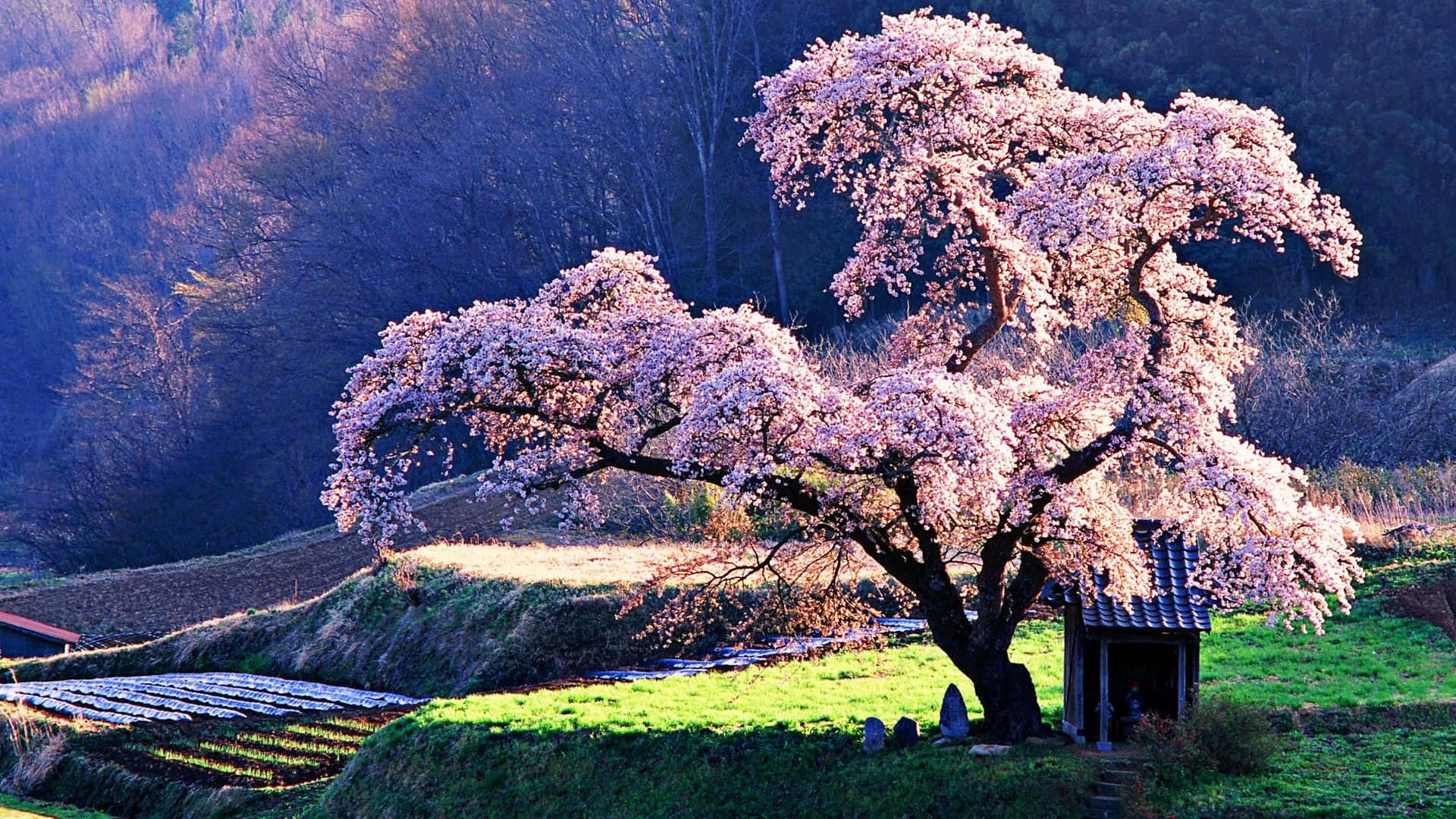 1920x1080 Download Cool Japanese Tree Wallpaper