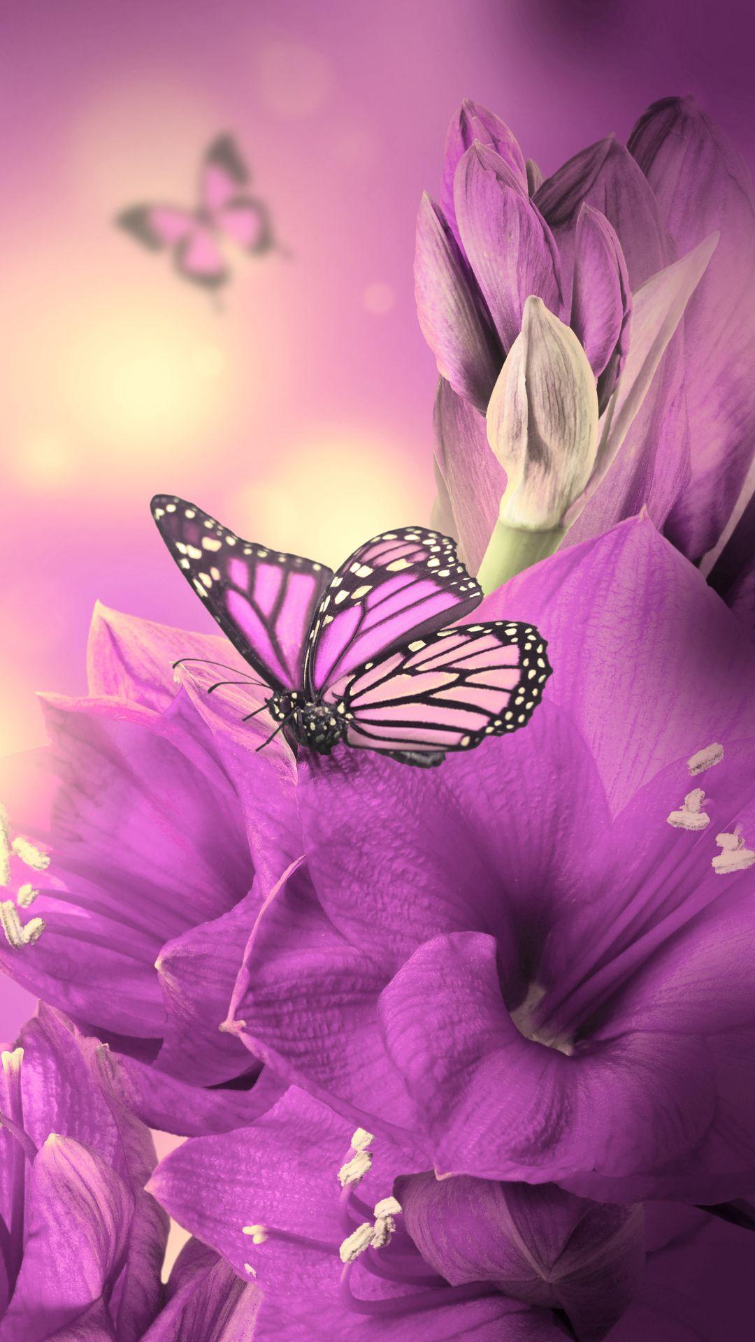 Hình nền iPhone 6 1080x1920 Primula Purple Butterfly.  Bộ sưu tập Nickys