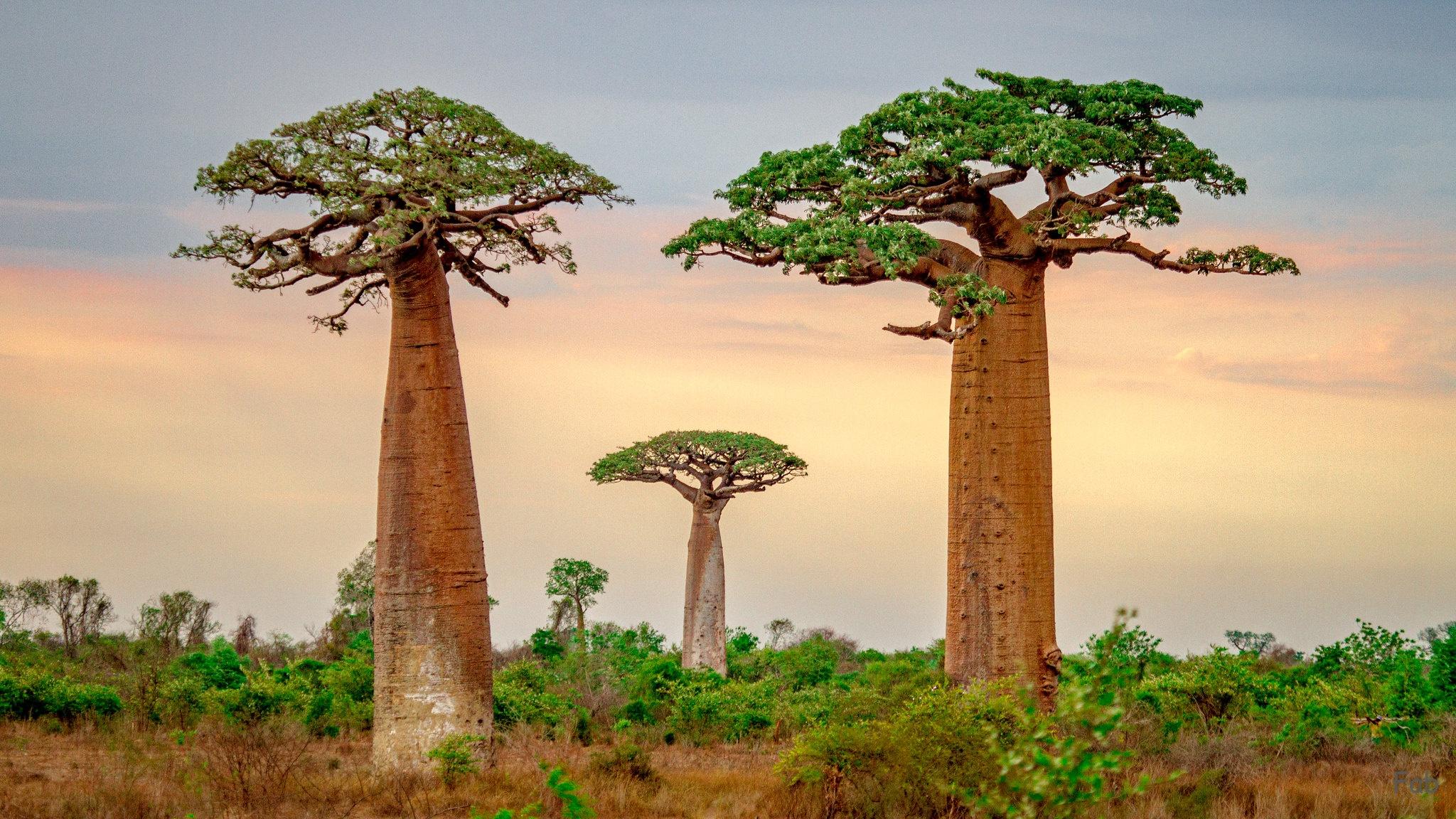 2048x1152 Baobab Tree HD Wallpaper