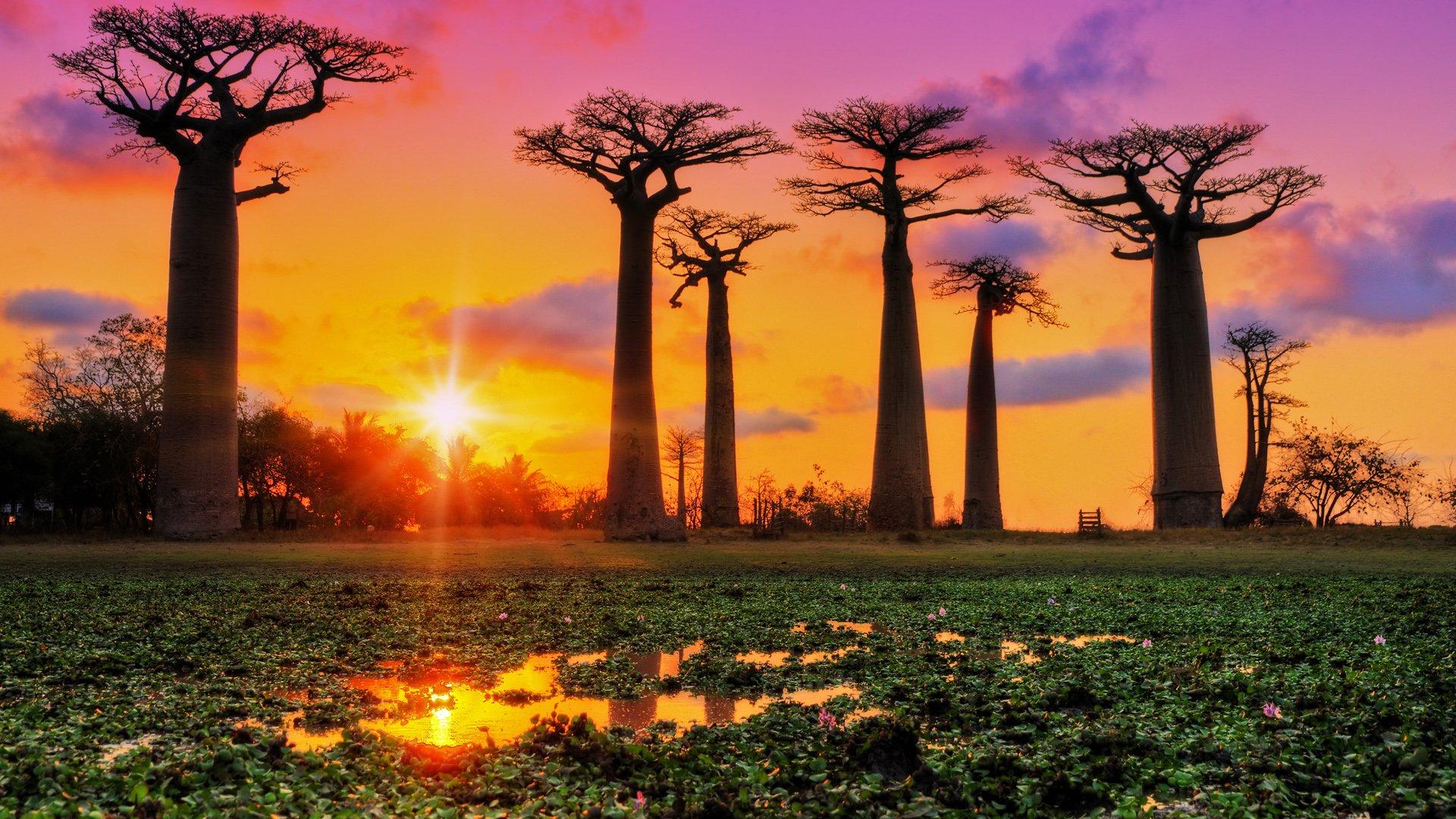 Baobab Tree Wallpapers - Top Free Baobab Tree Backgrounds - WallpaperAccess