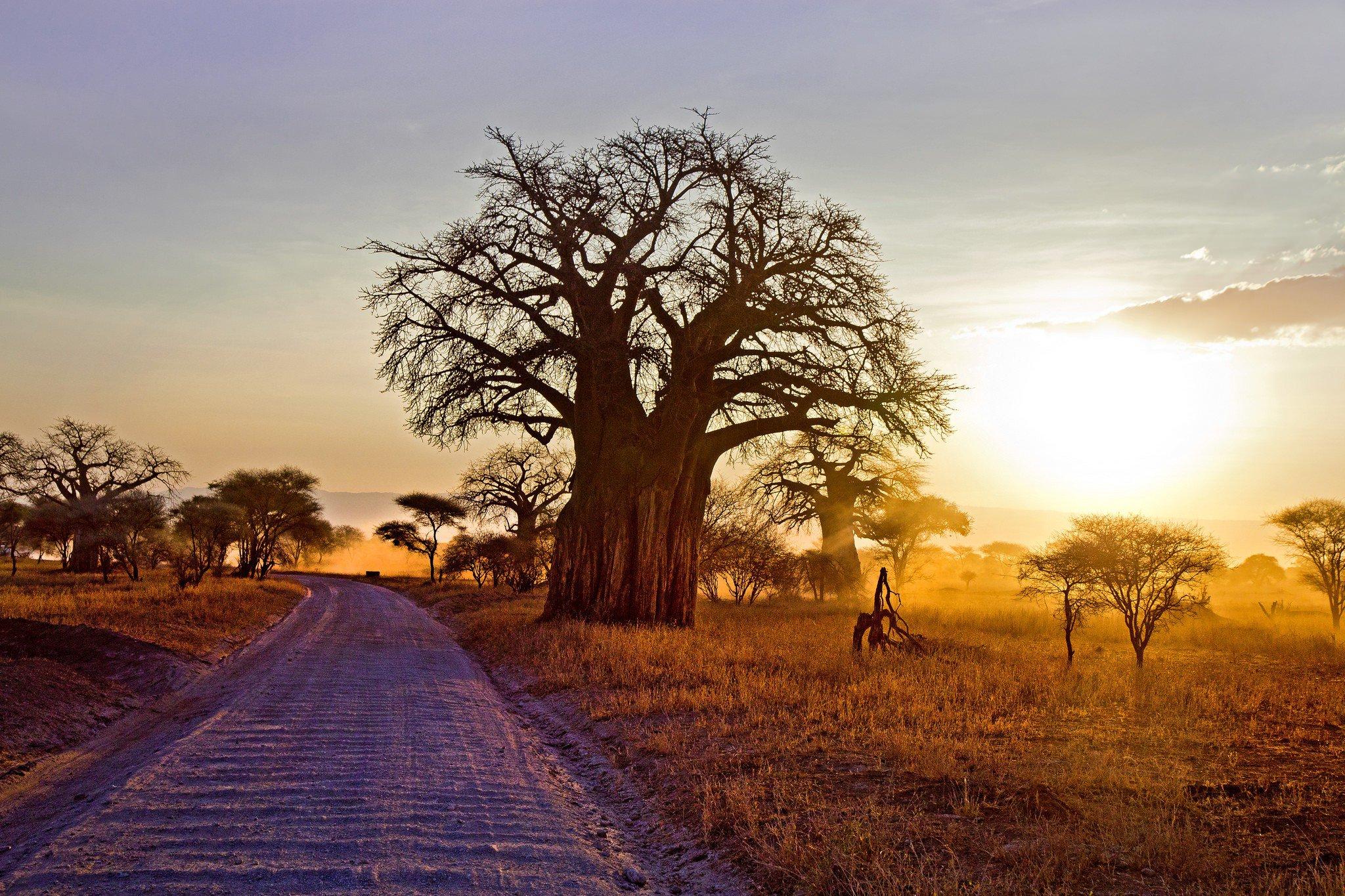 Baobab Tree Wallpapers - Top Free Baobab Tree Backgrounds - WallpaperAccess