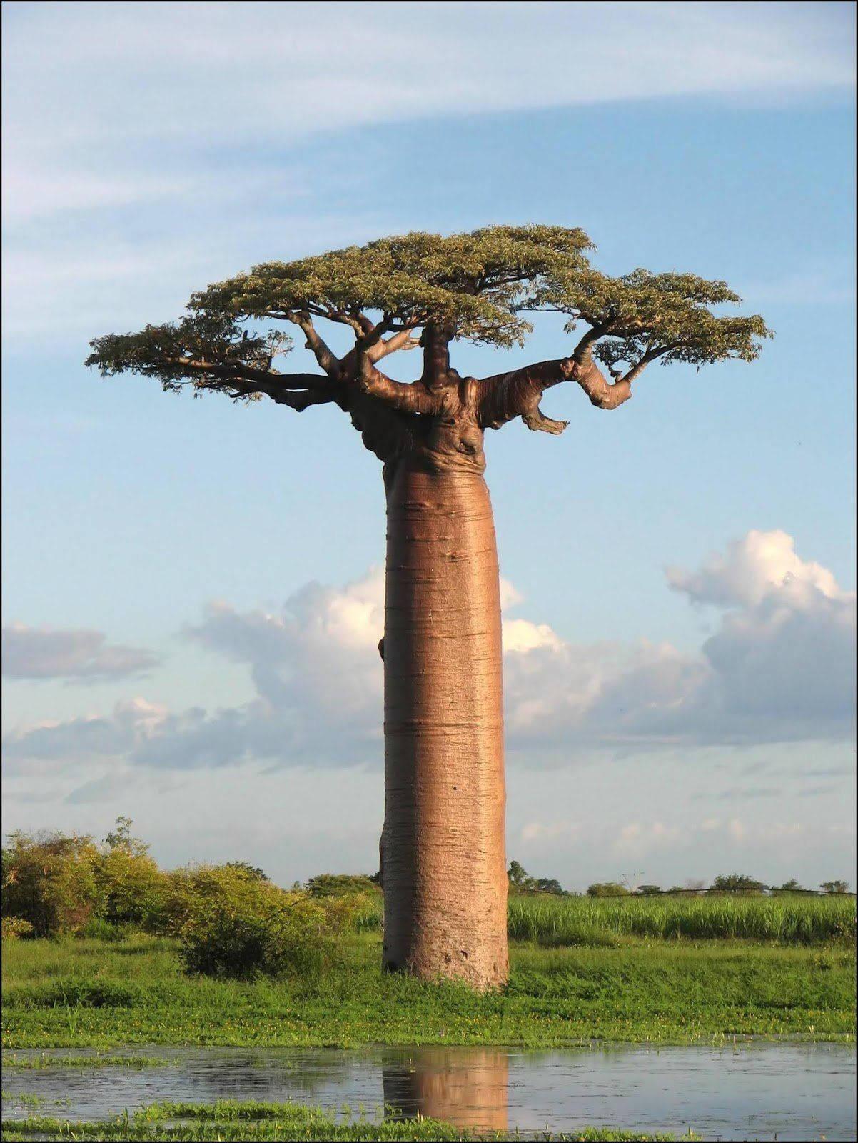 1202x1600 Download Great Baobab Tree Africa iPhone Wallpaper