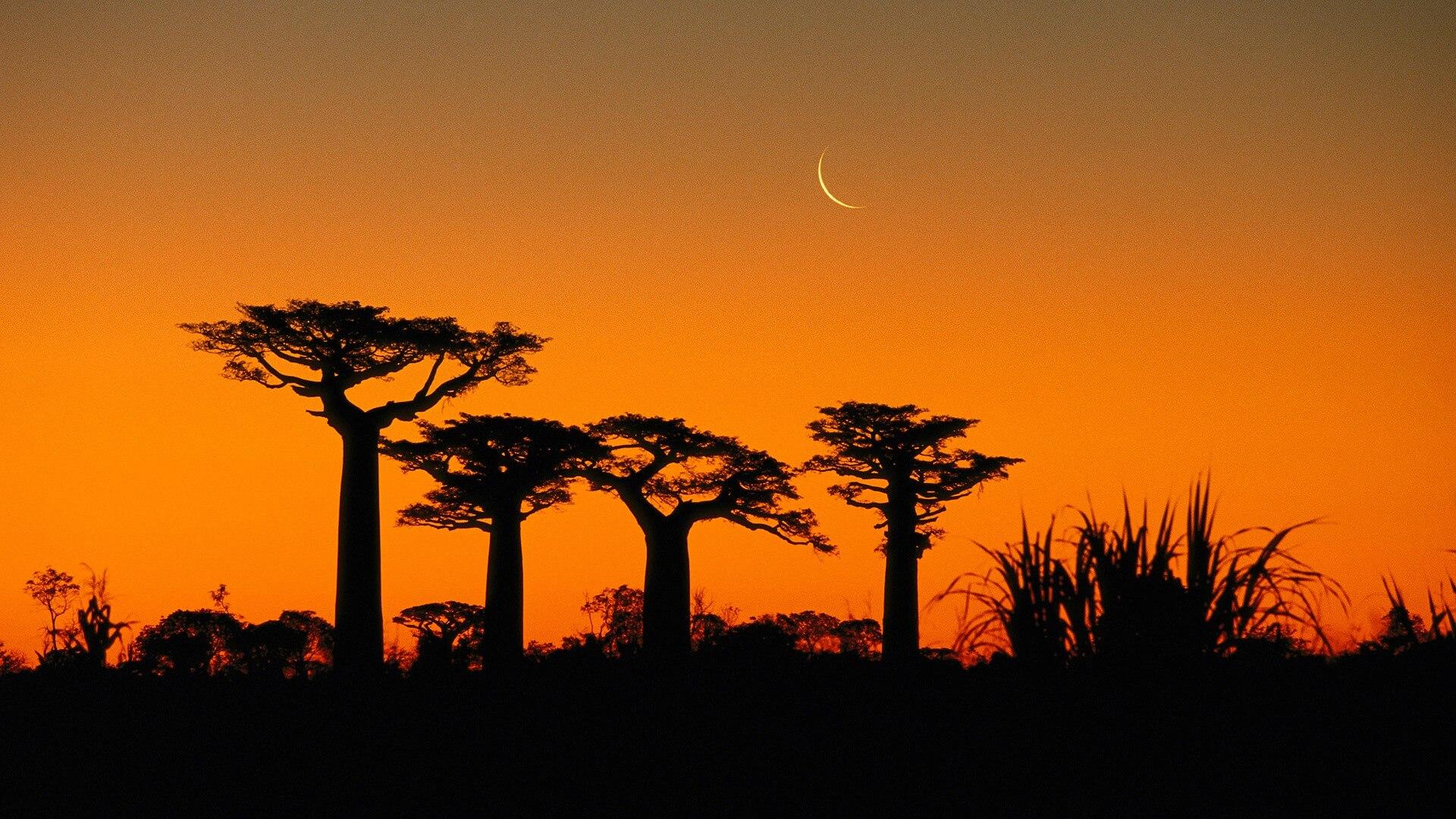 1920x1080 Grandidiers Baobab Trees Madagascar Wallpaper