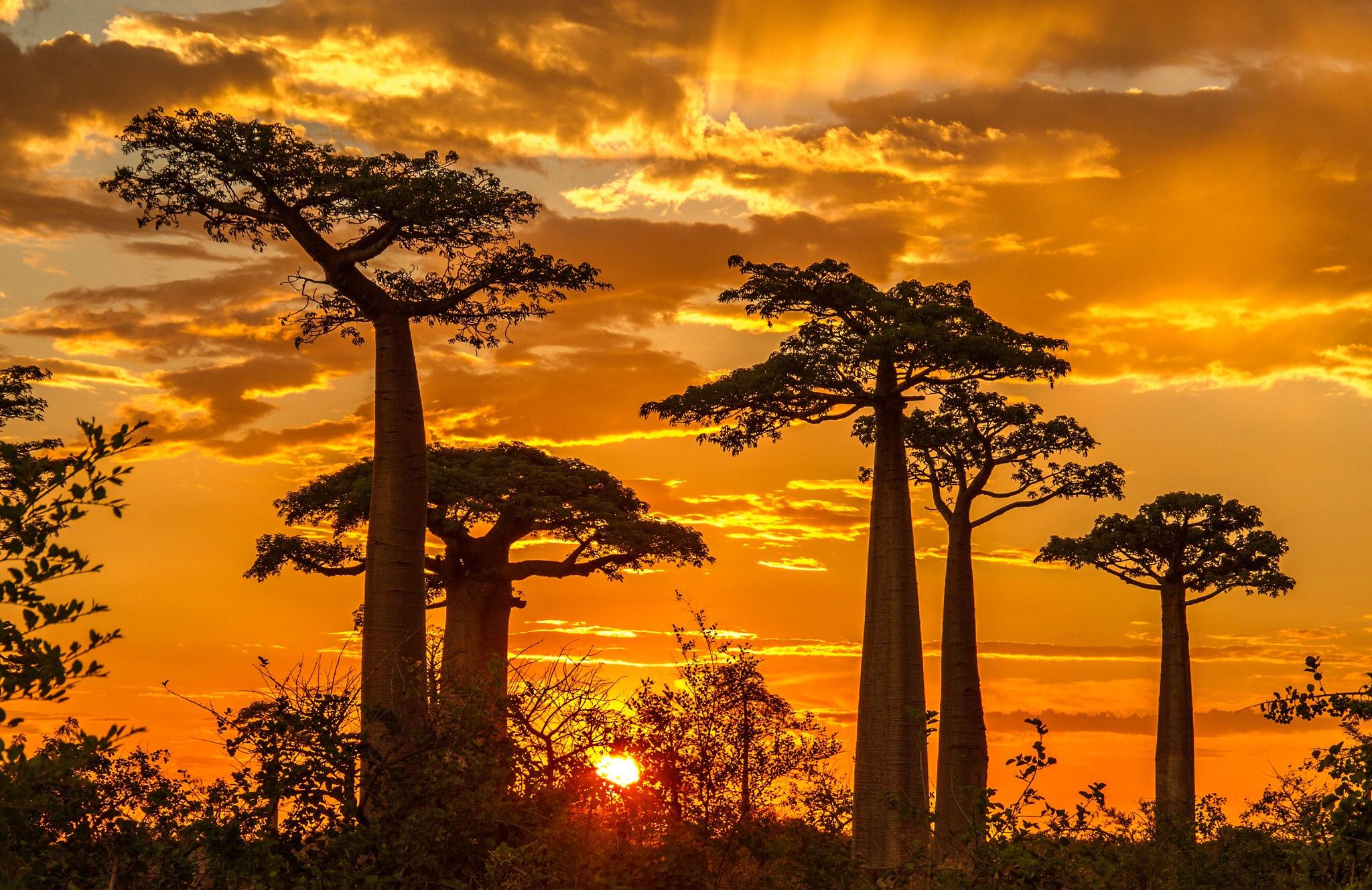 2048x1329 Baobab Tree HD Wallpaper