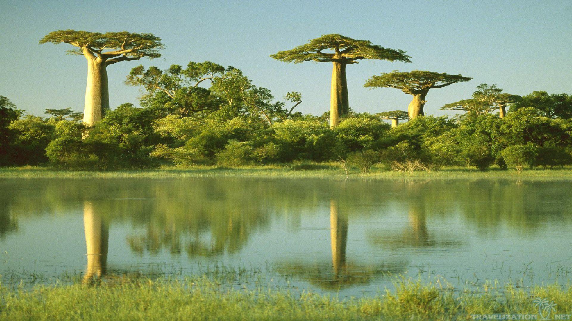 1920x1080 Free download Baobab Tree Wallpaper and Background Image stmednet [1920x1080] for your Desktop, Mobile & Tablet. Explore Baobab Background