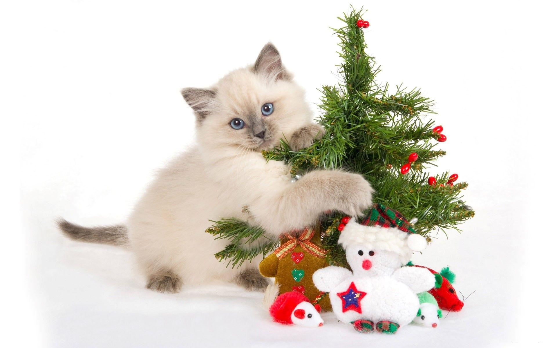 1920x1200 Nice Cute Cat with Christmas Tree Wallpaper