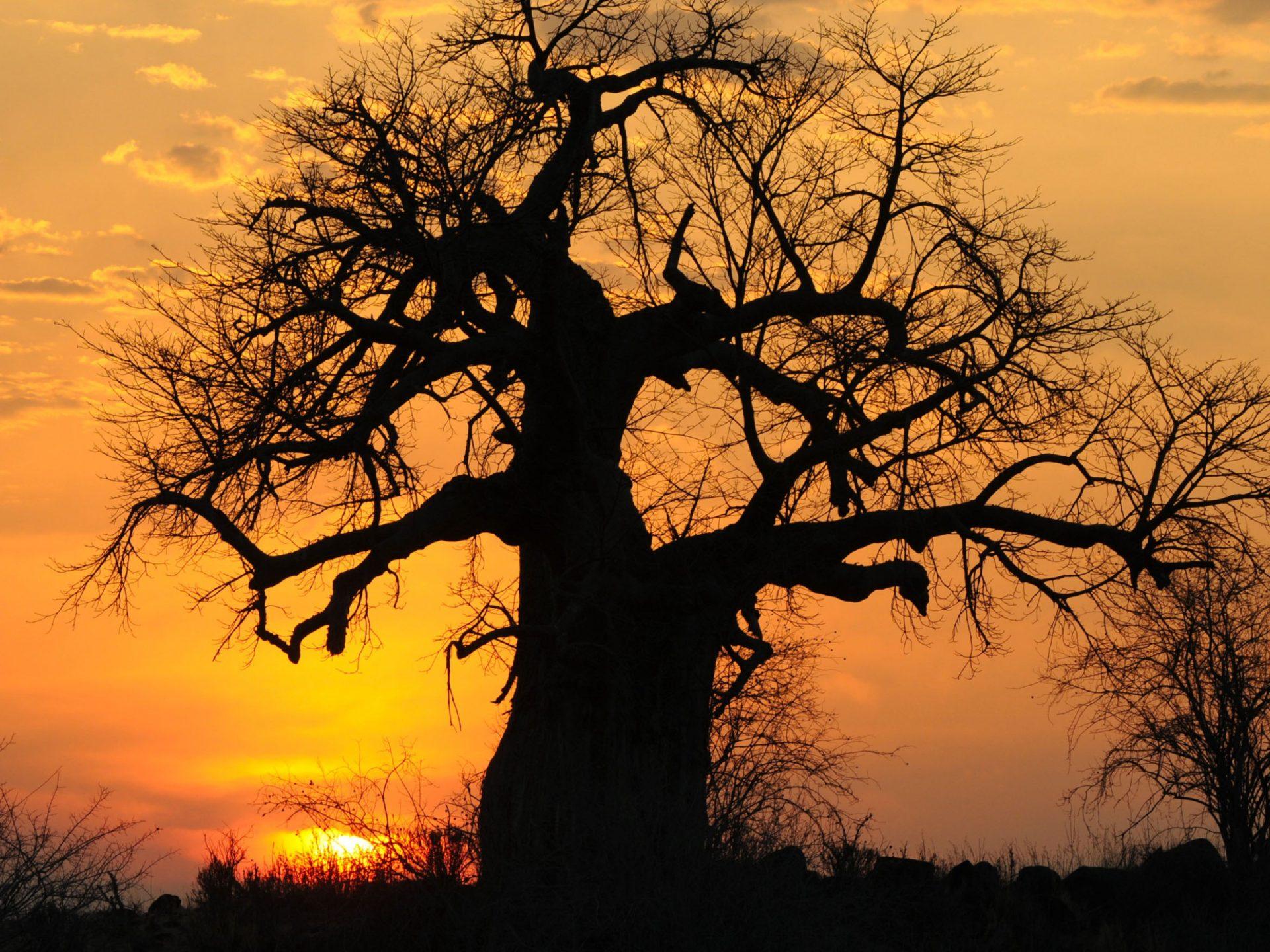 Baobab Tree Wallpapers - Top Free Baobab Tree Backgrounds - WallpaperAccess