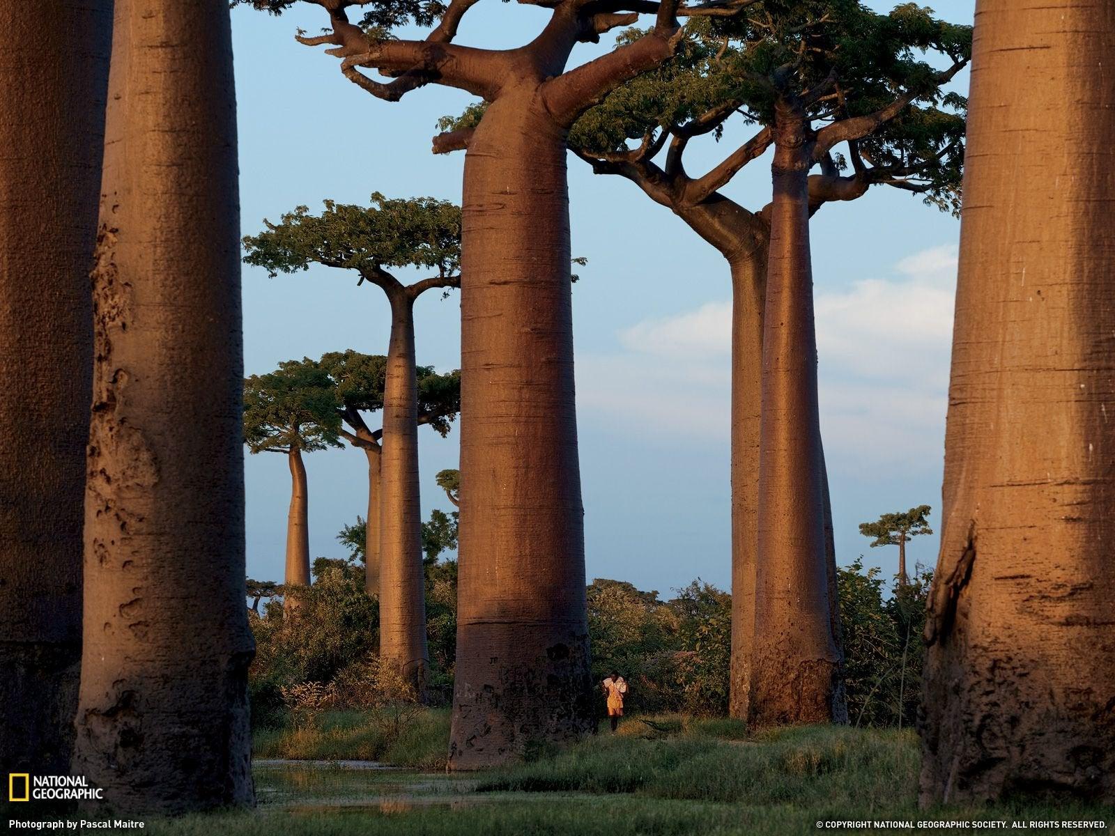 1600x1200 Baobab Trees, Madagascar