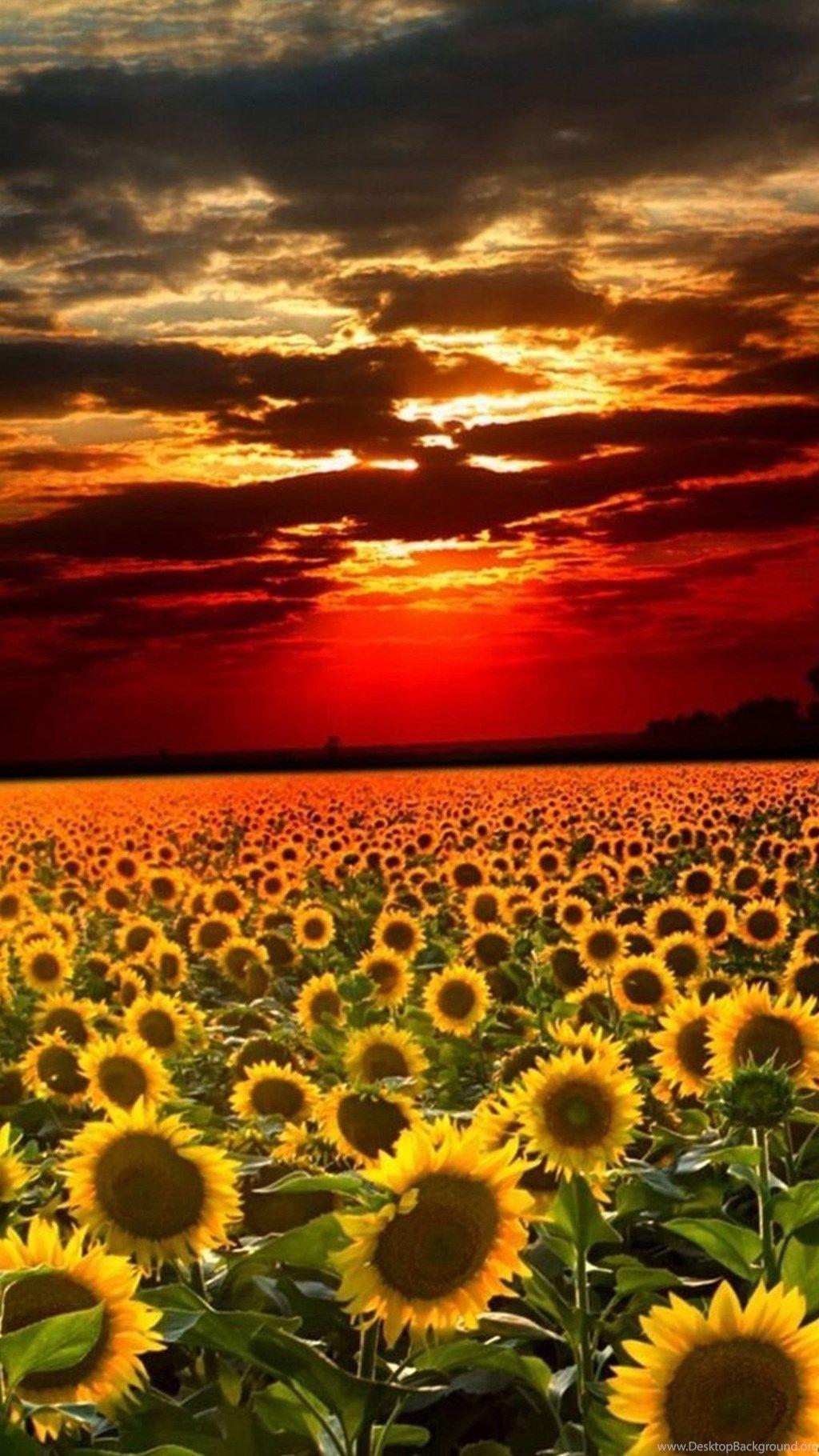 1024x1820 Sunflower iPhone Wallpaper For Laptops 10182 HD Wallpaper Site