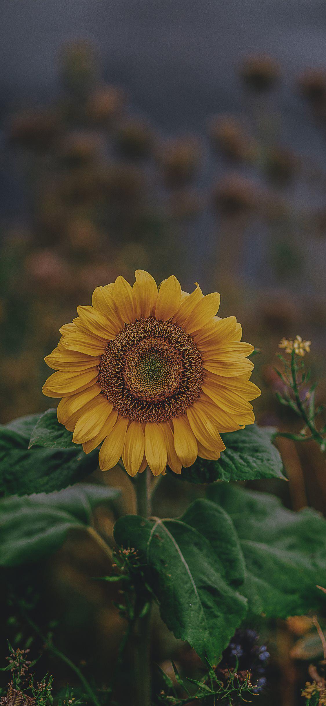 1125x2436 sunflower iPhone X Wallpaper Download. iPhone Wallpaper, iPad