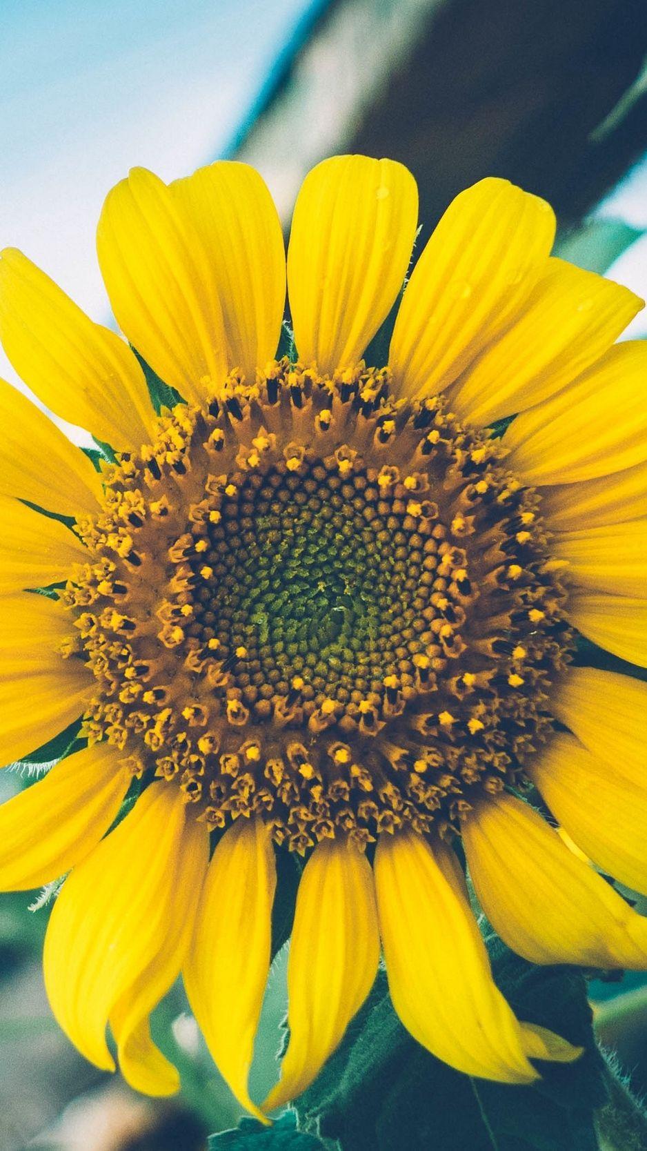 938x1668 Download Wallpaper 938x1668 Sunflower, Flower, Petals Iphone 8 7 6s