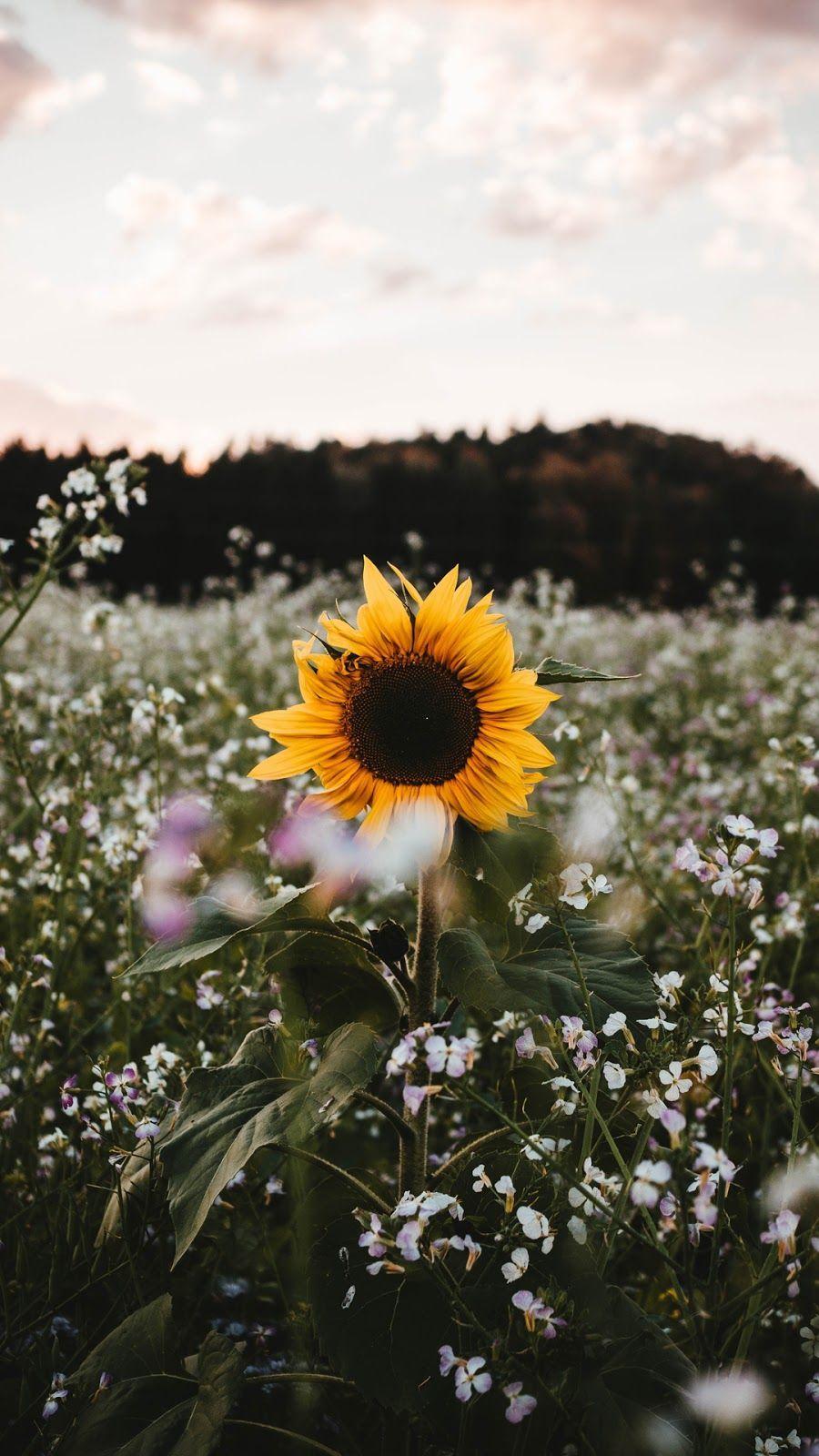 900x1600 Sunflower. Wallpaper. Wallpaper, iPhone wallpaper