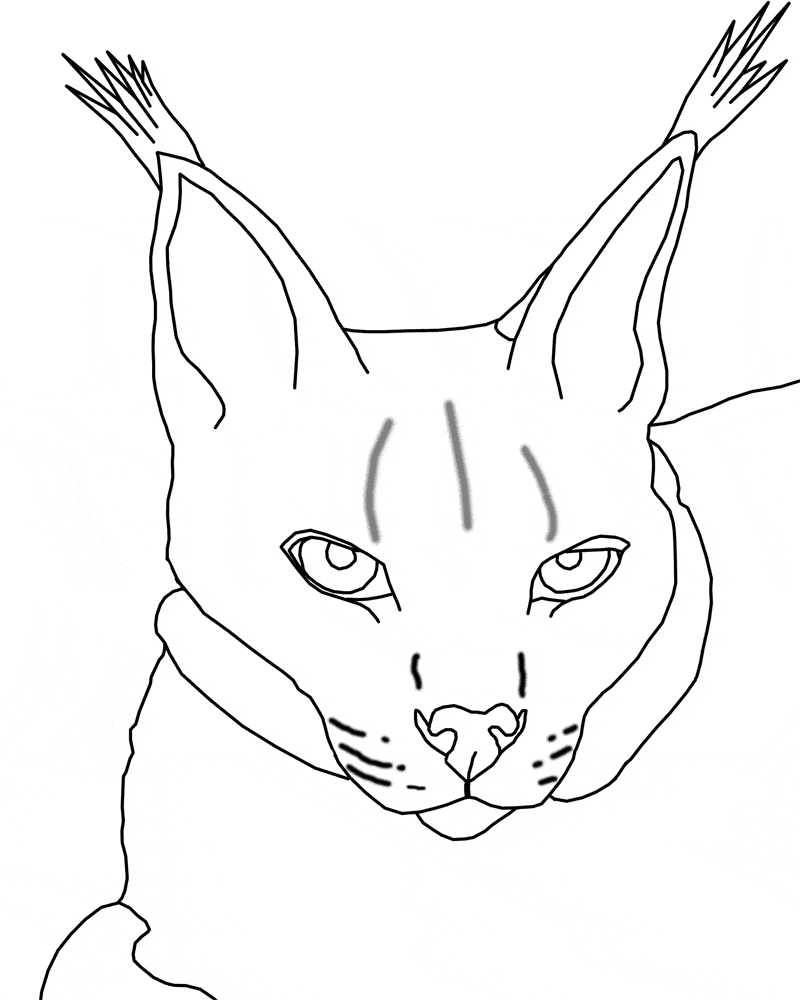 800x1000 Lynx coloring page Town color sheet free printable coloring pages animals