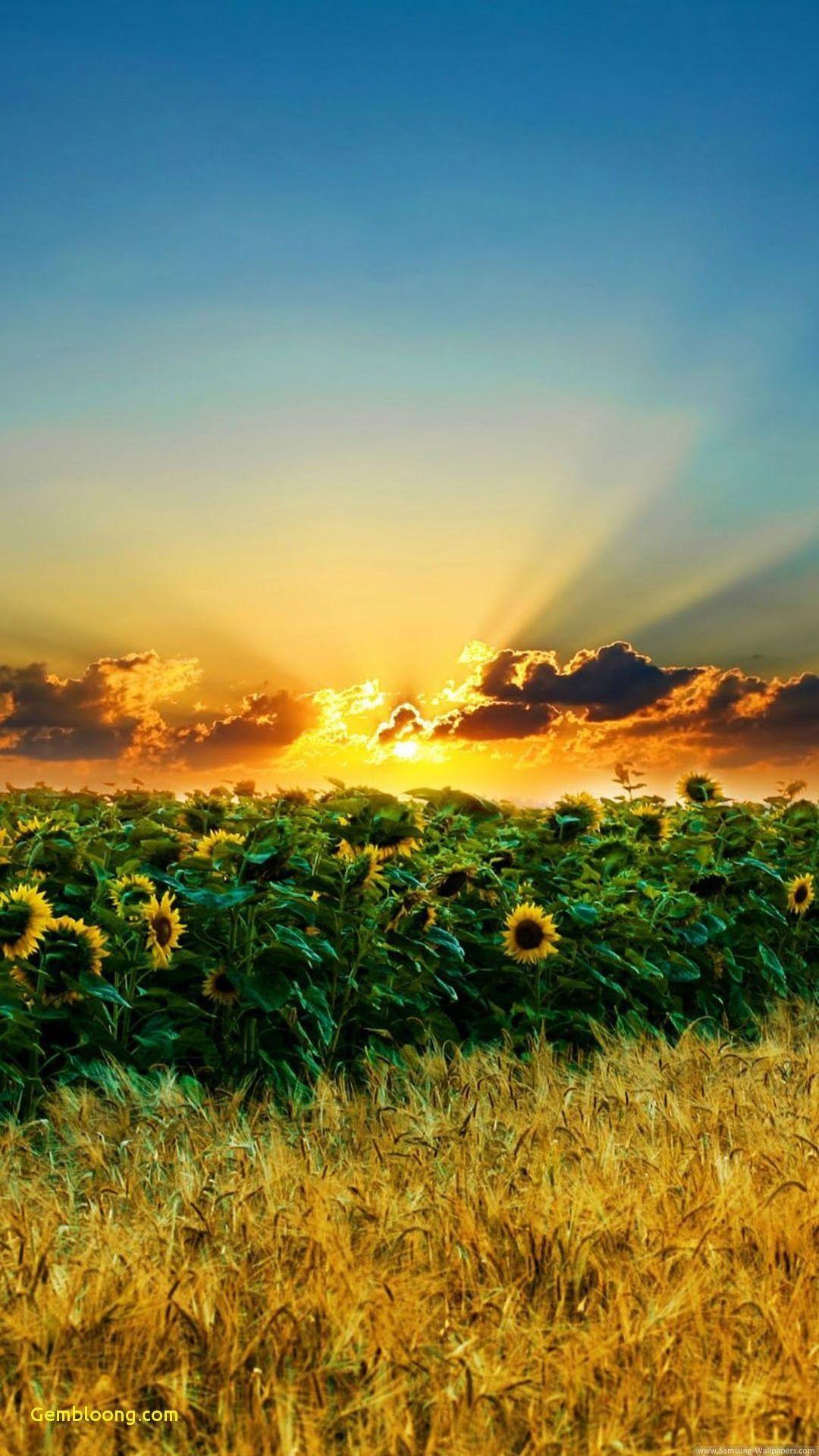 1080x1920 Sunflower Wallpaper For iPhone 7 Plus