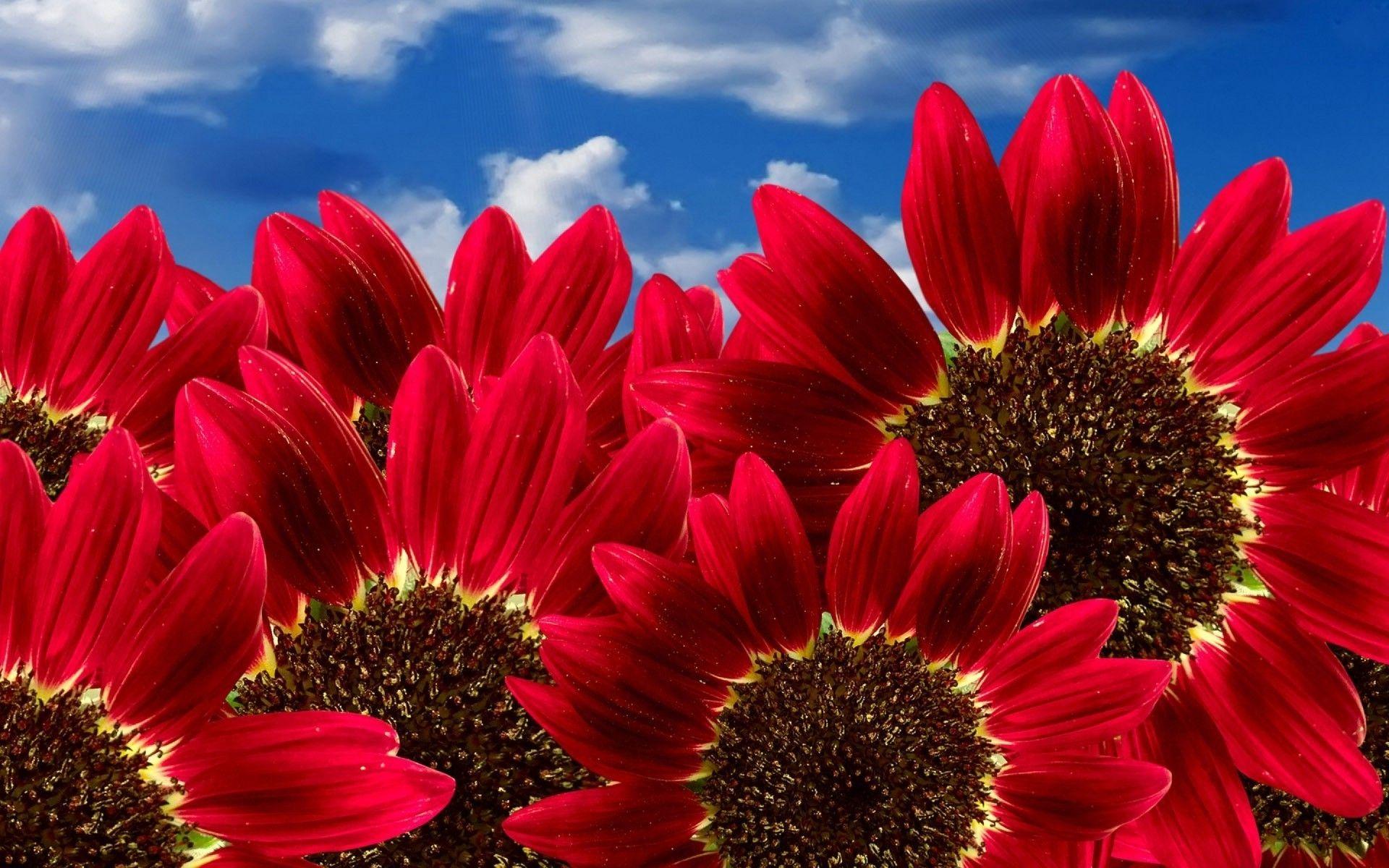 Red Sunflower Wallpaper