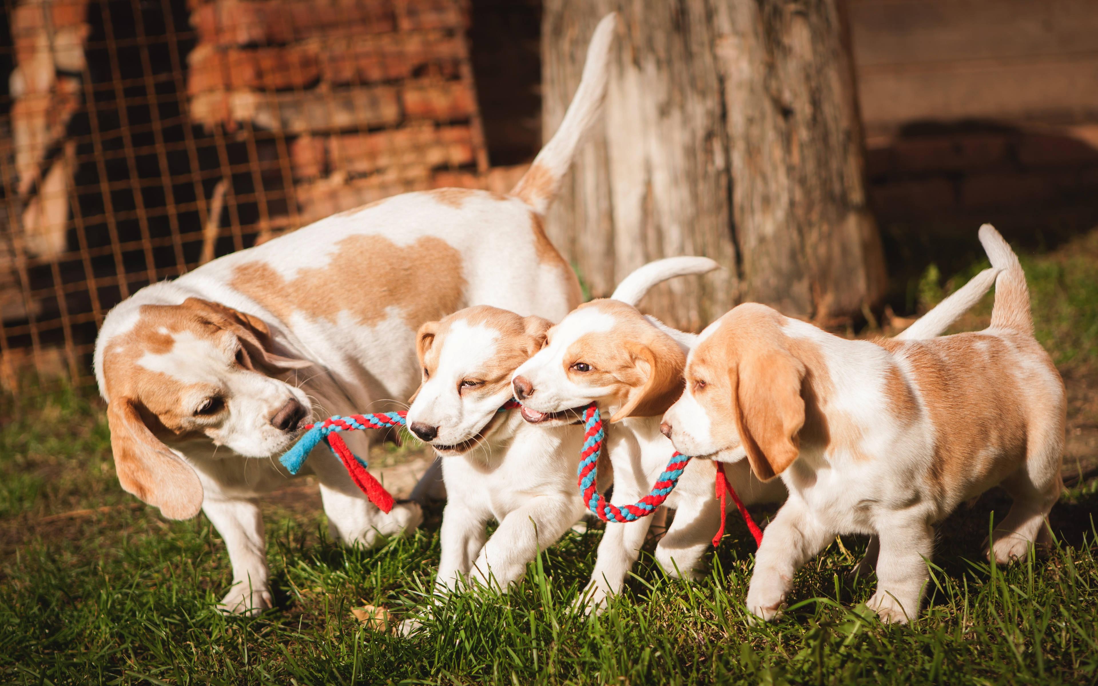 3840x2400 Download Beagle Family Tug Of War Wallpaper