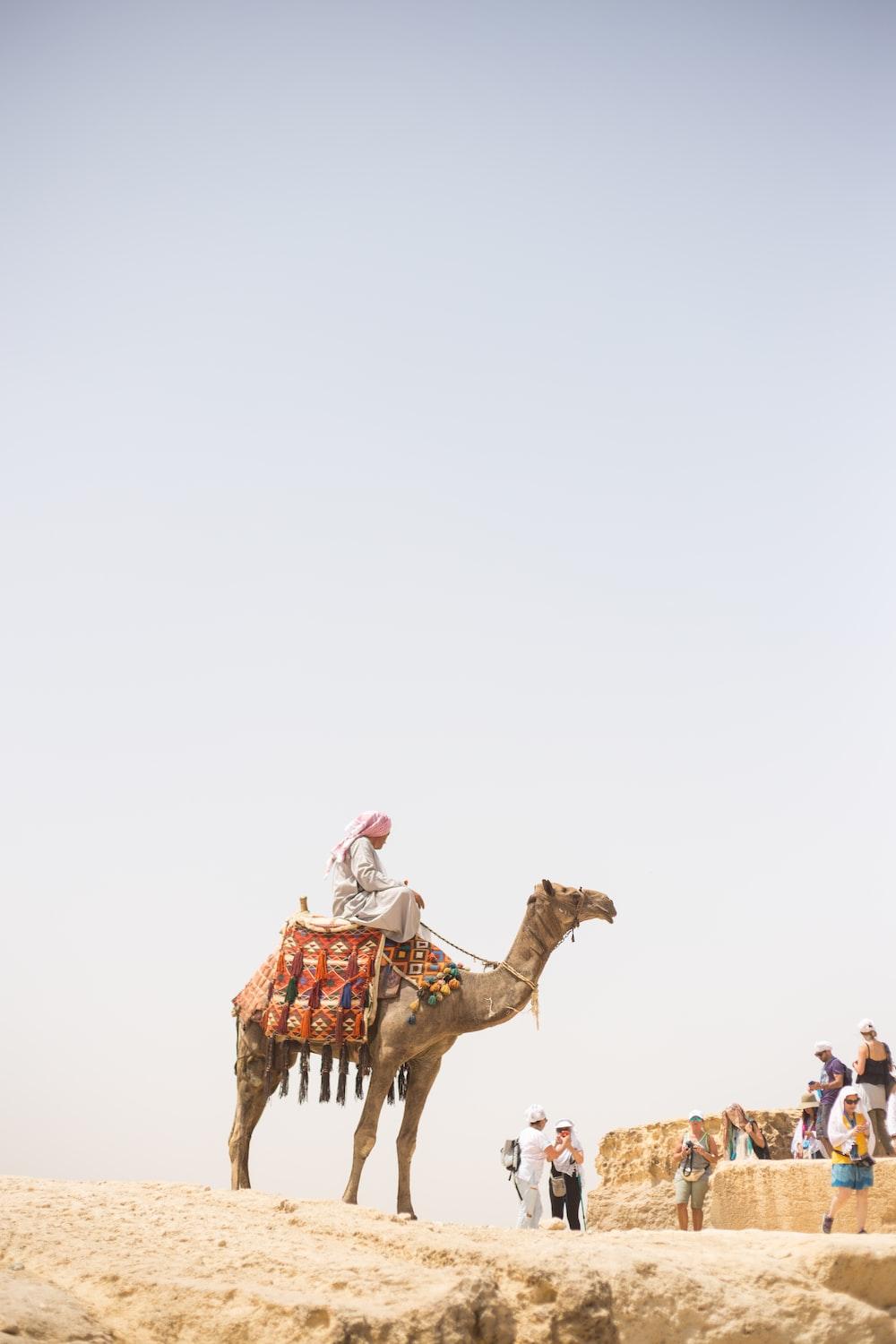 1000x1500 Camel Ride Picture. Download Free Image