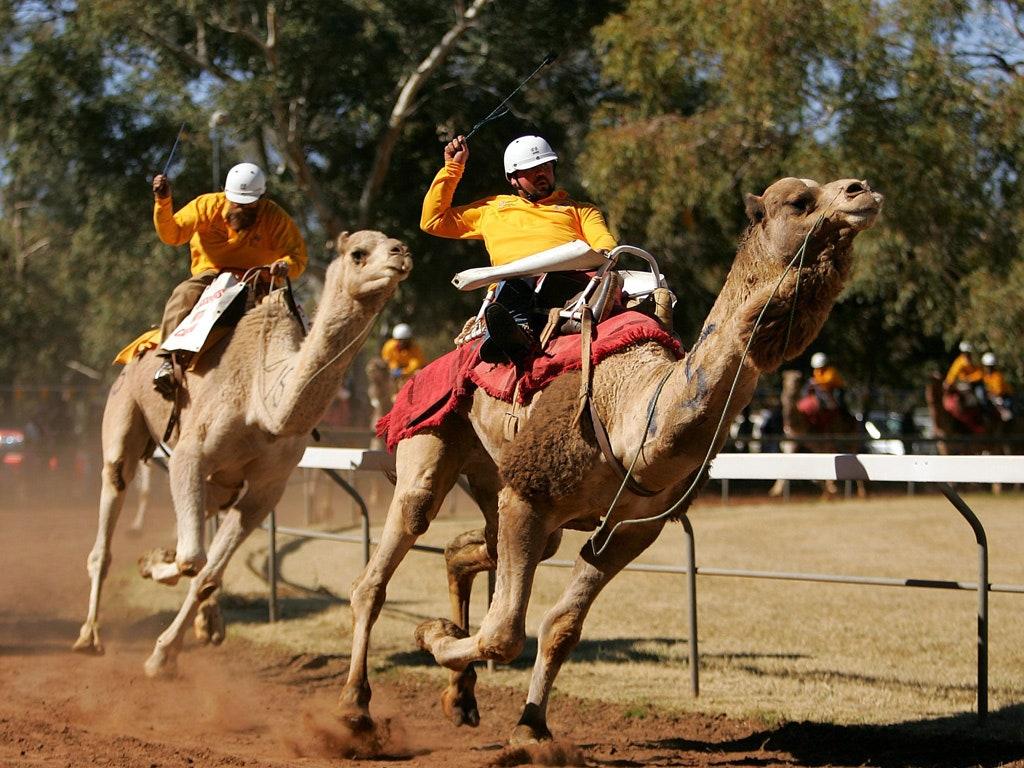 1024x768 Would You Ever Race a Camel?. Condé Nast Traveler